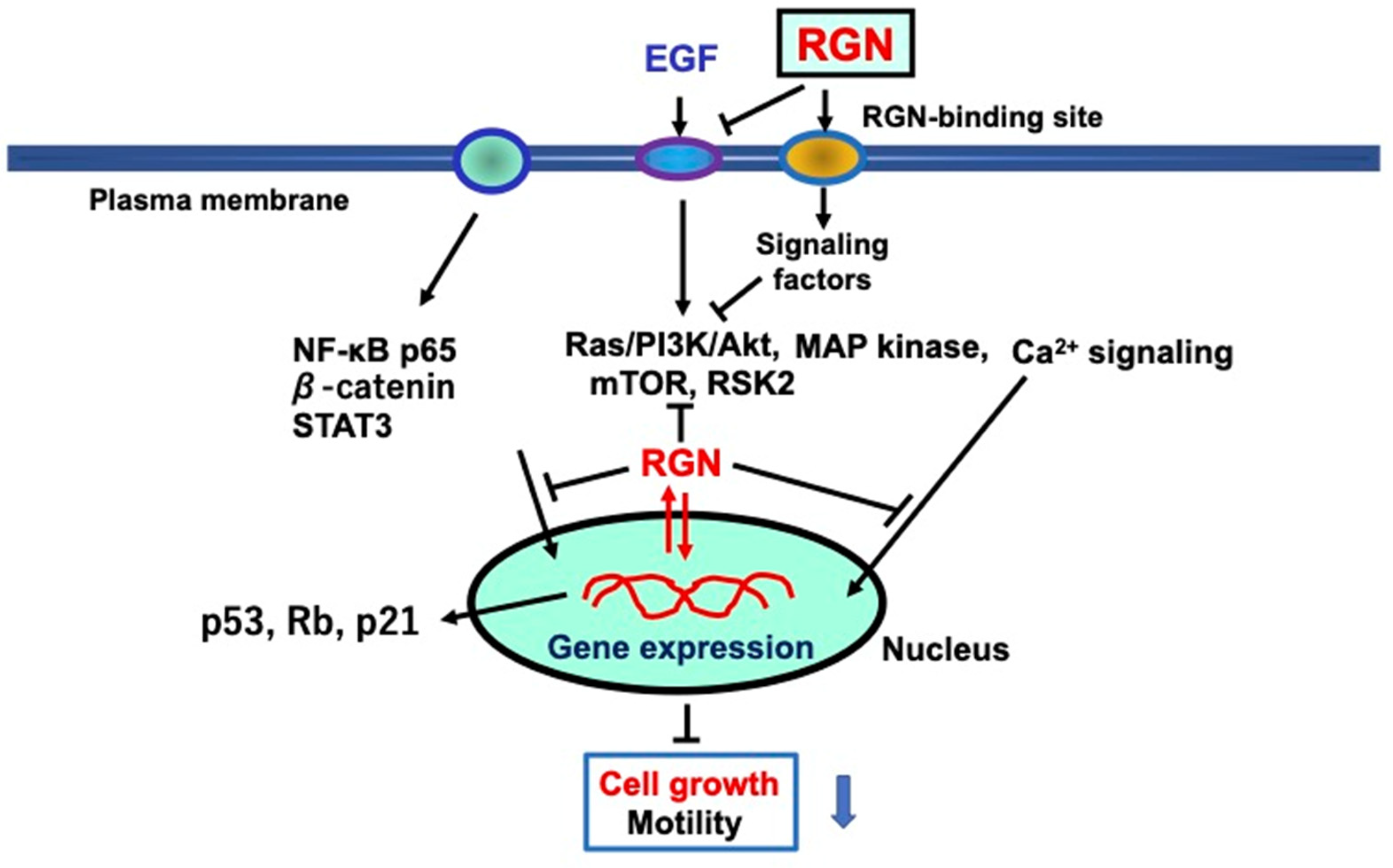 Cancers 15 05489 g004