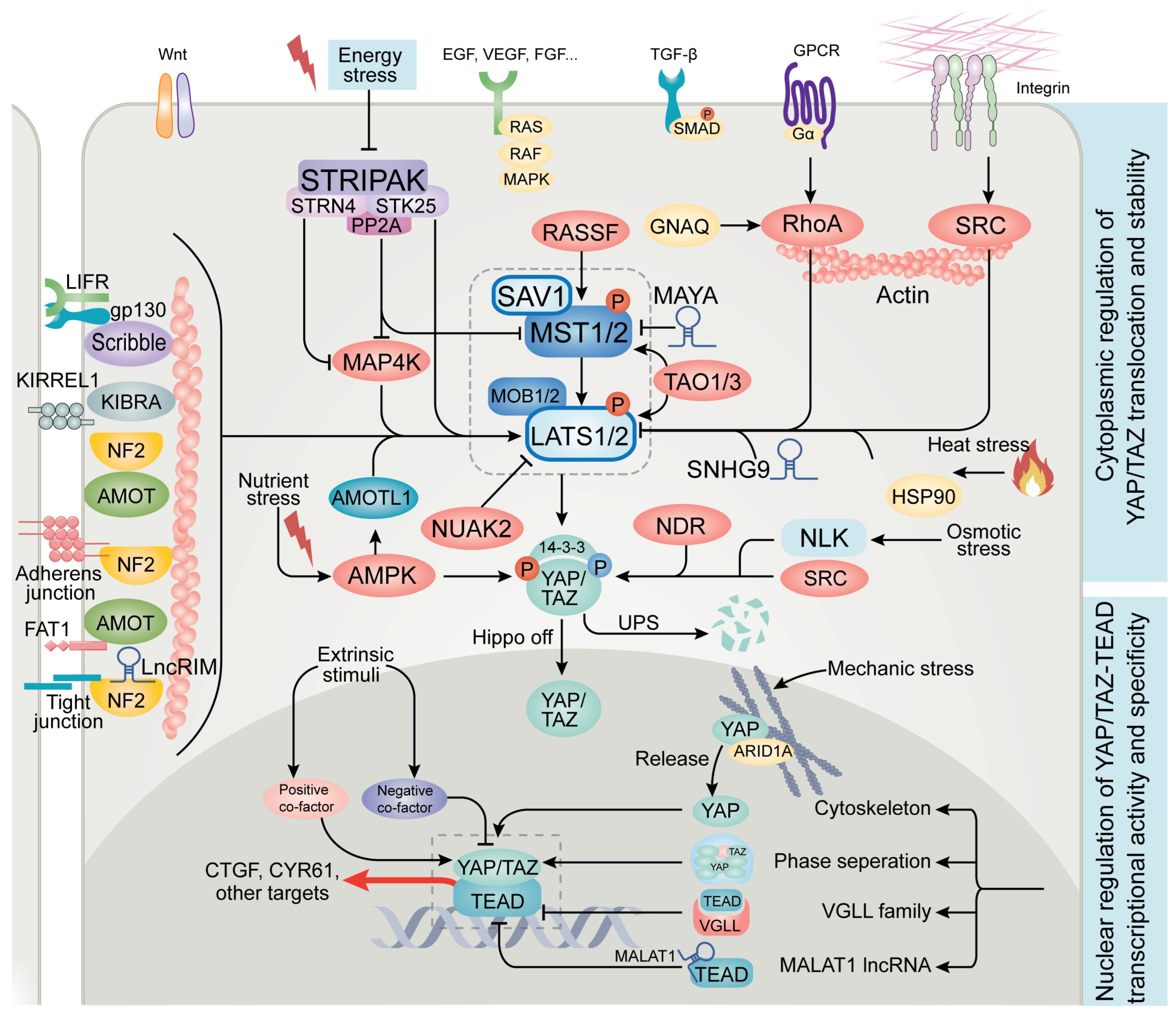 Cancers 15 05497 g001