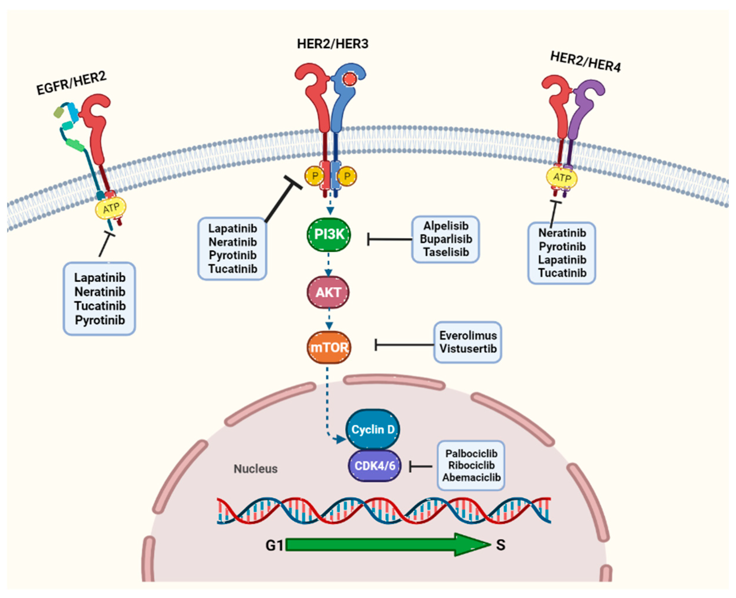 Cancers 15 05499 g002