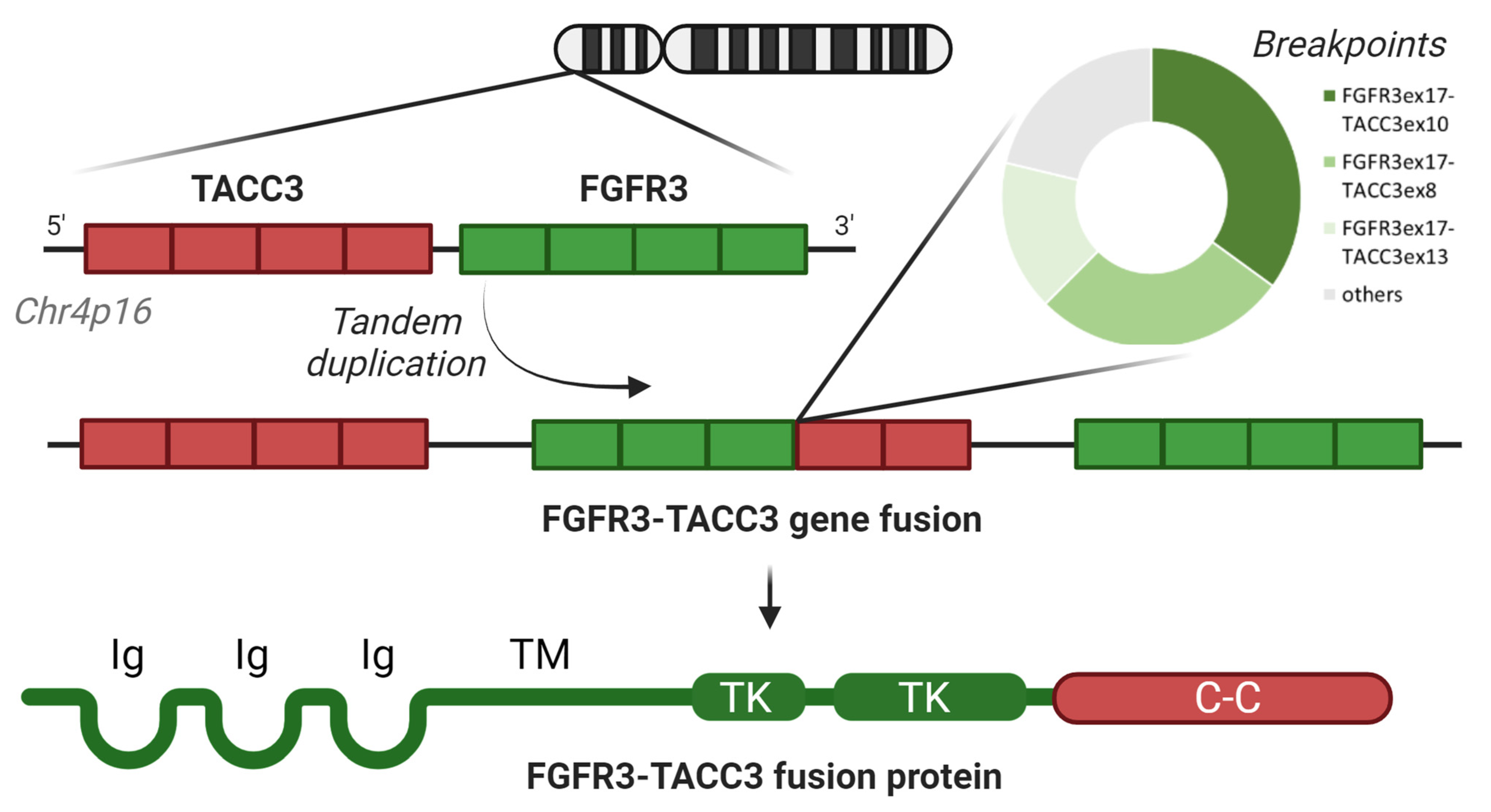 Cancers 15 05555 g001