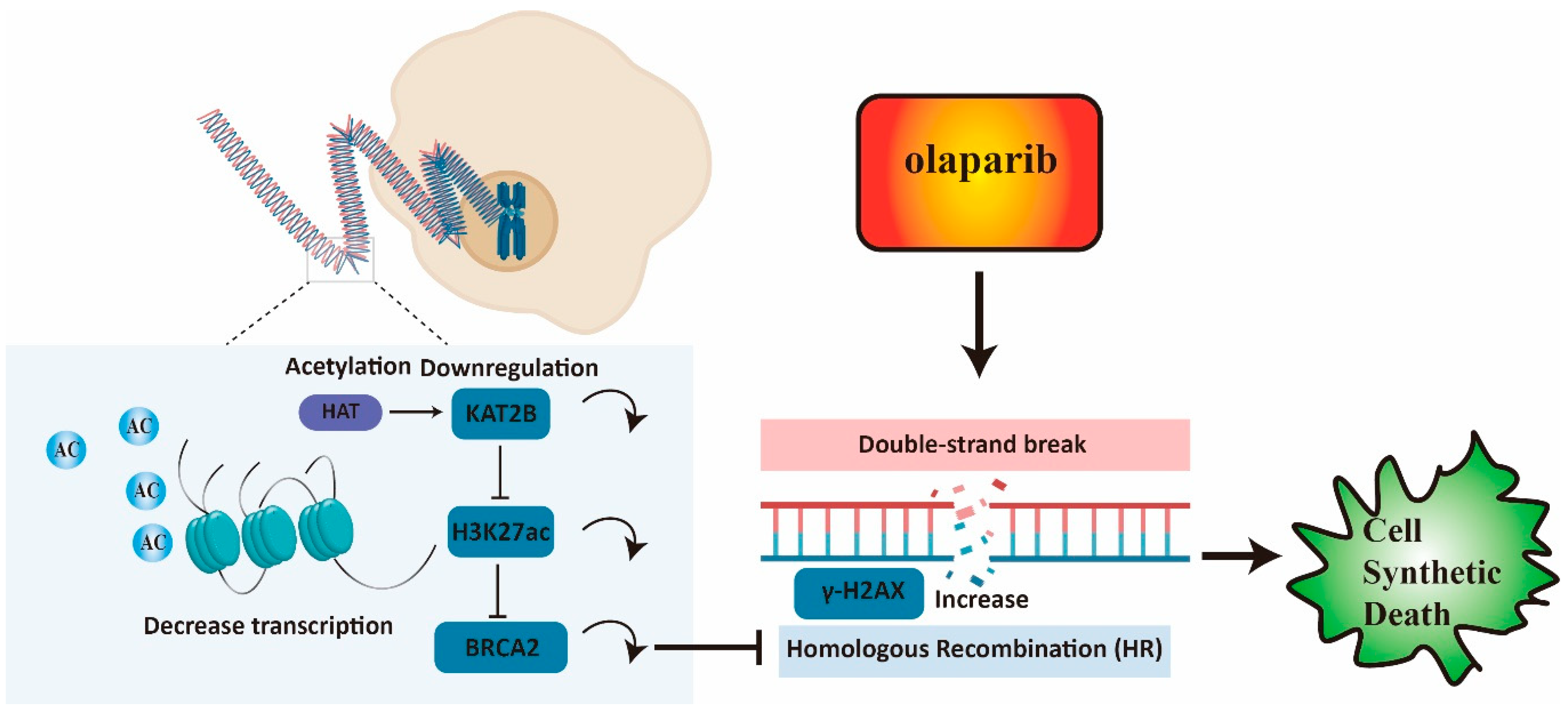 Cancers 15 05580 g007 Cancers 15 05580 g007