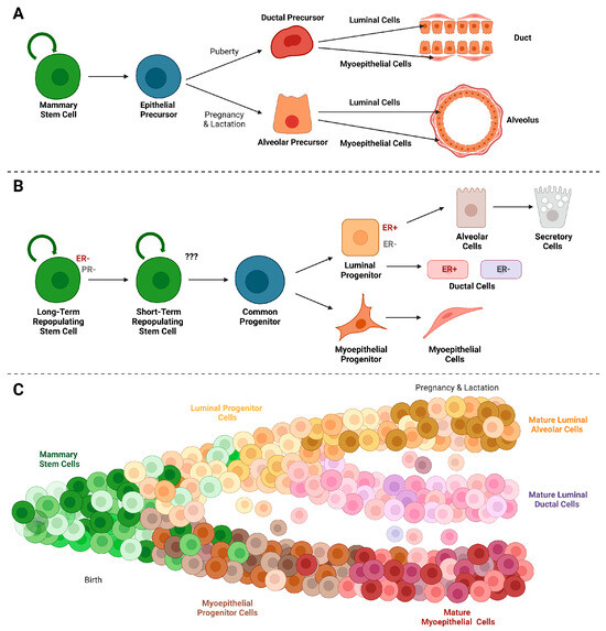 Cancers 15 05605 g002