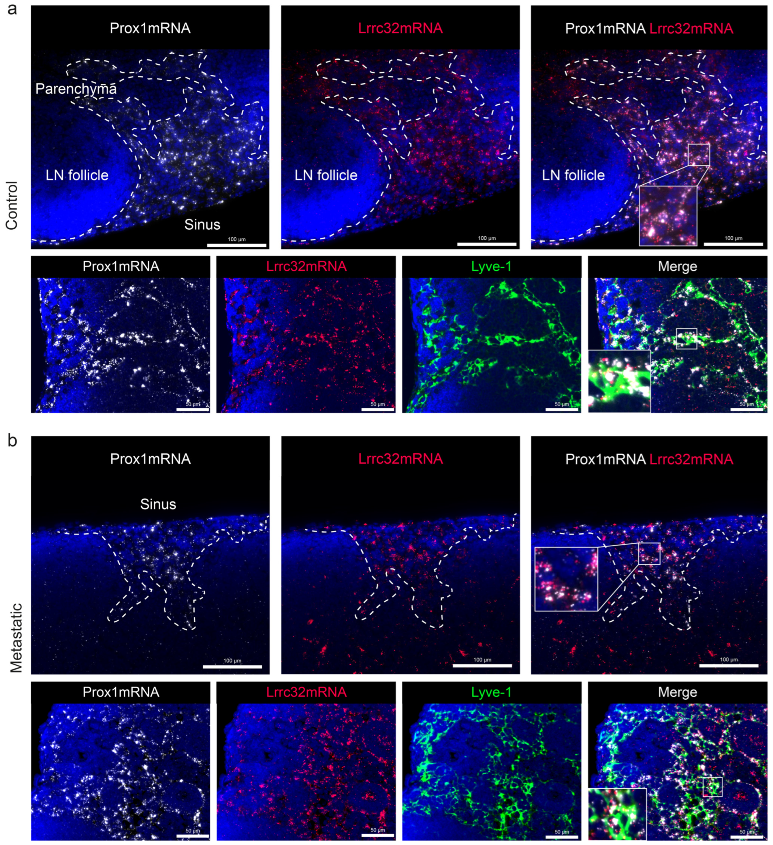 Cancers 15 05621 g006