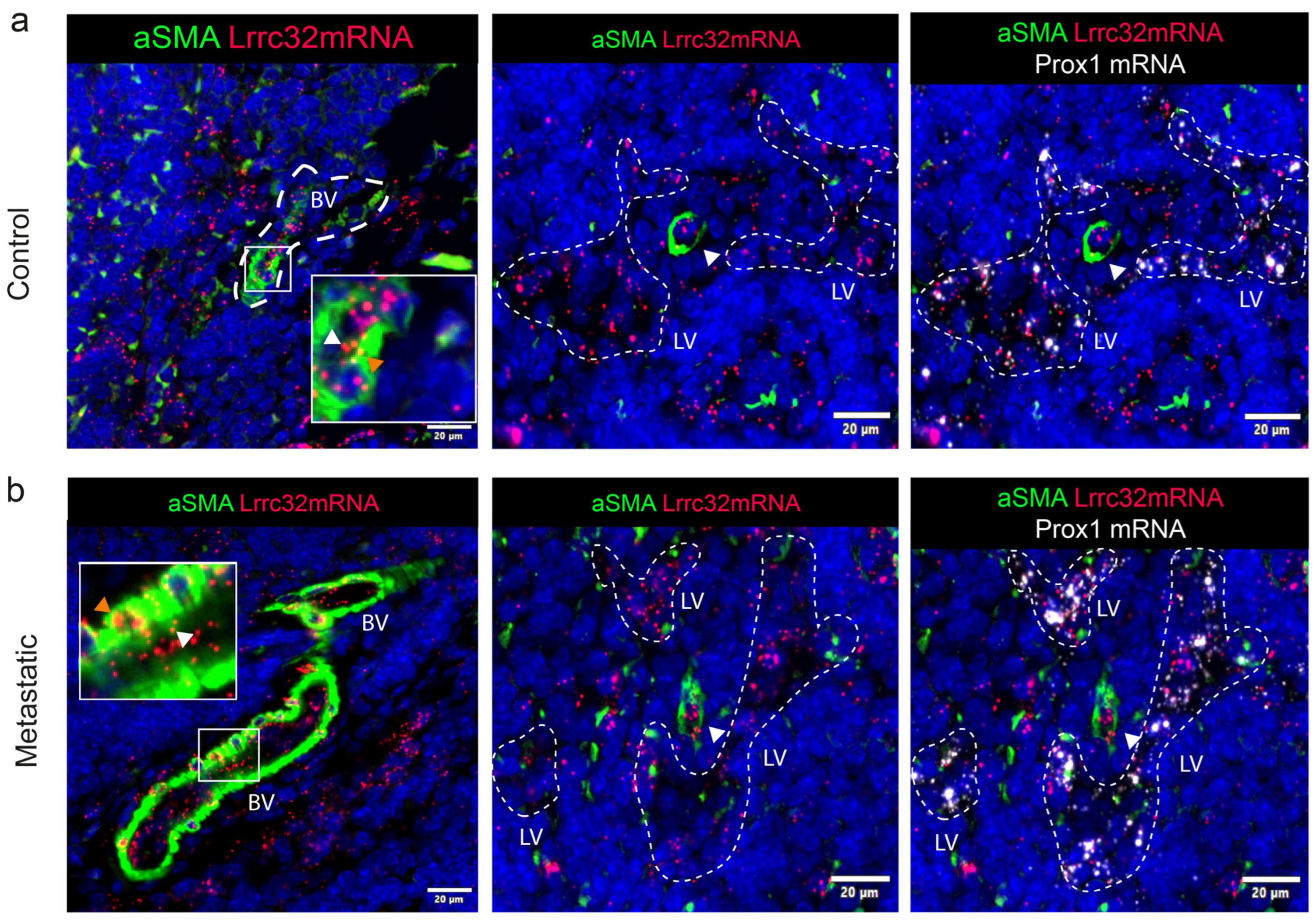 Cancers 15 05621 g009