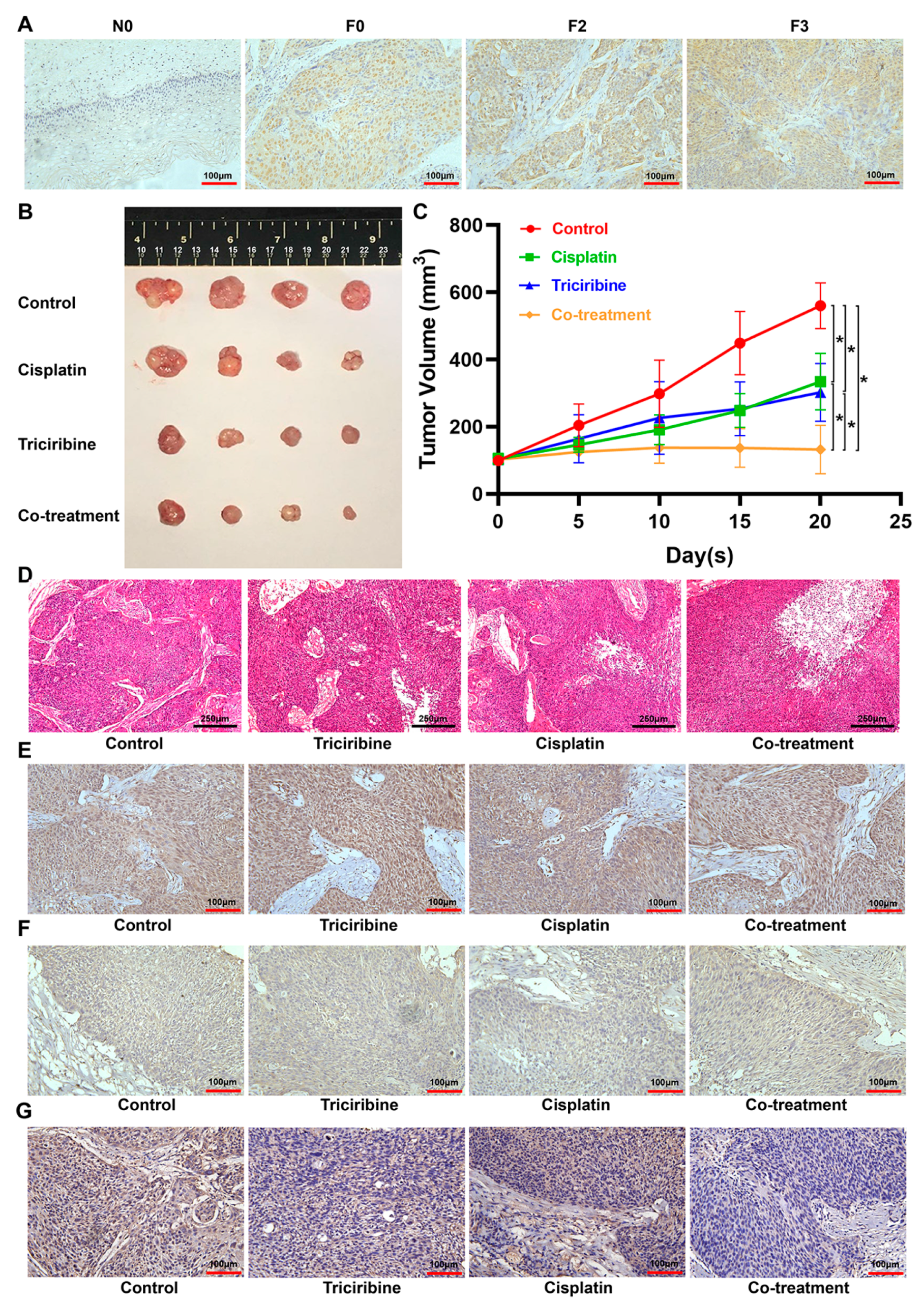 Cancers 15 05625 g008
