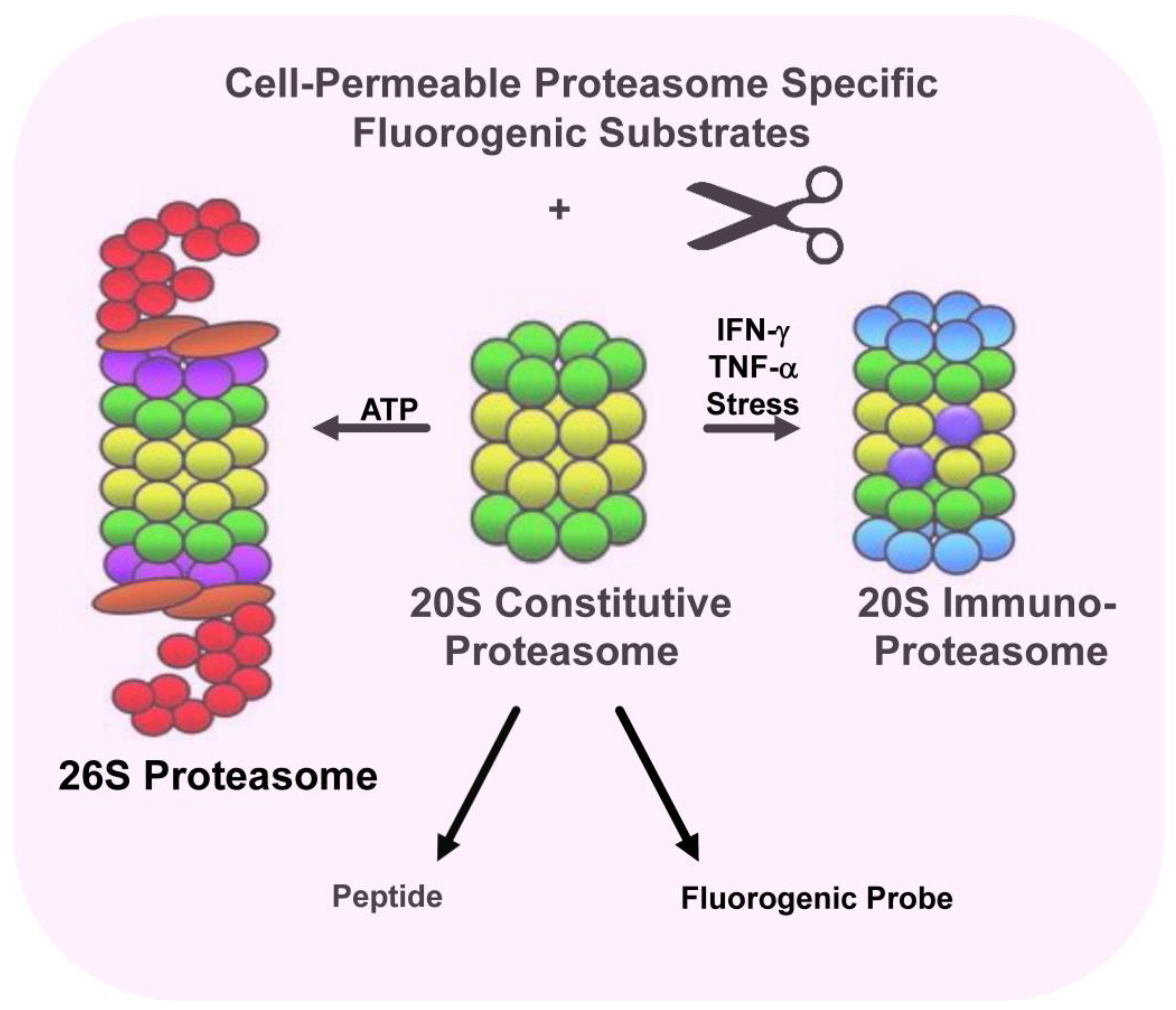 Cancers 15 05632 g002