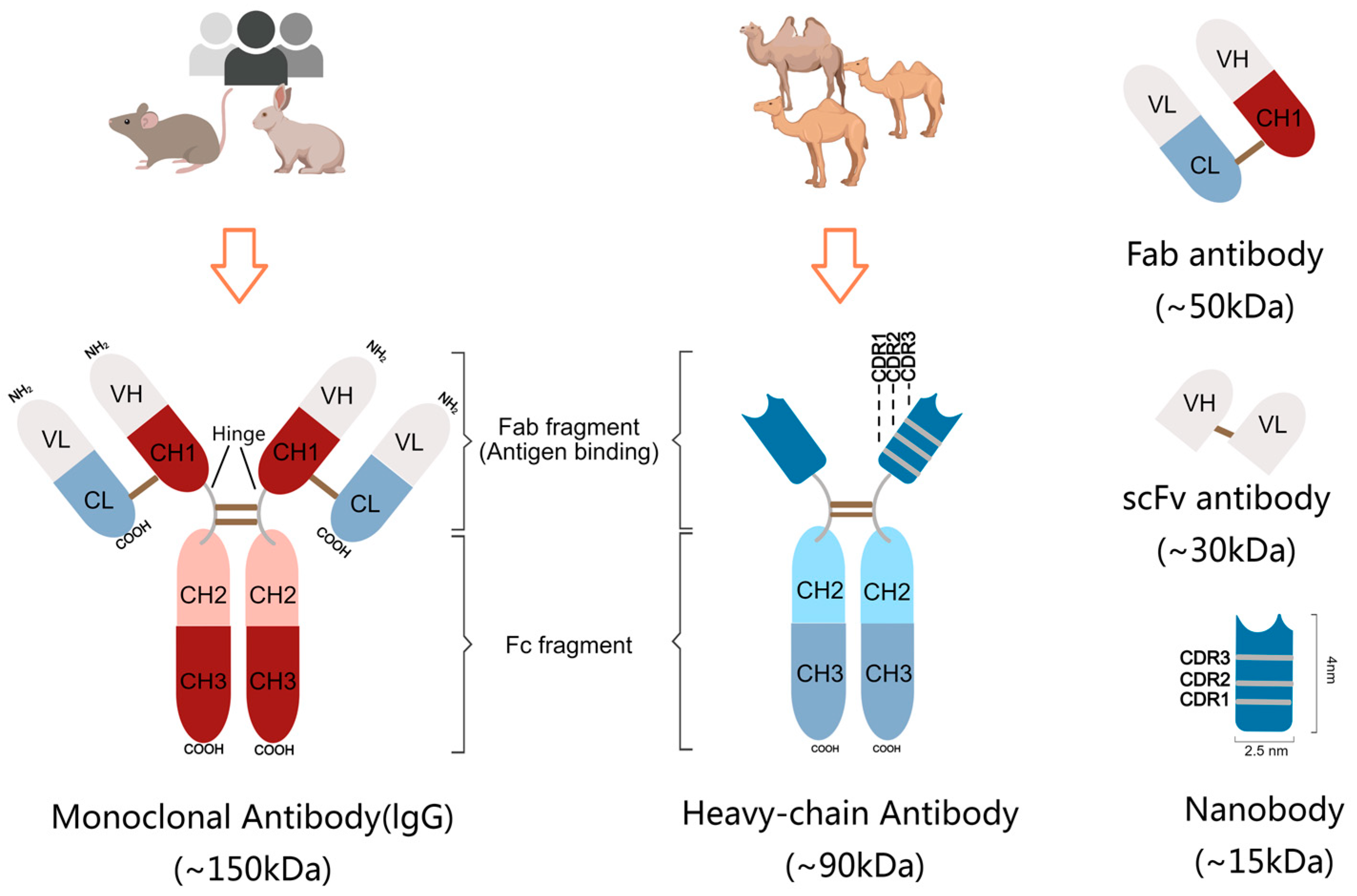 Cancers 15 05639 g001