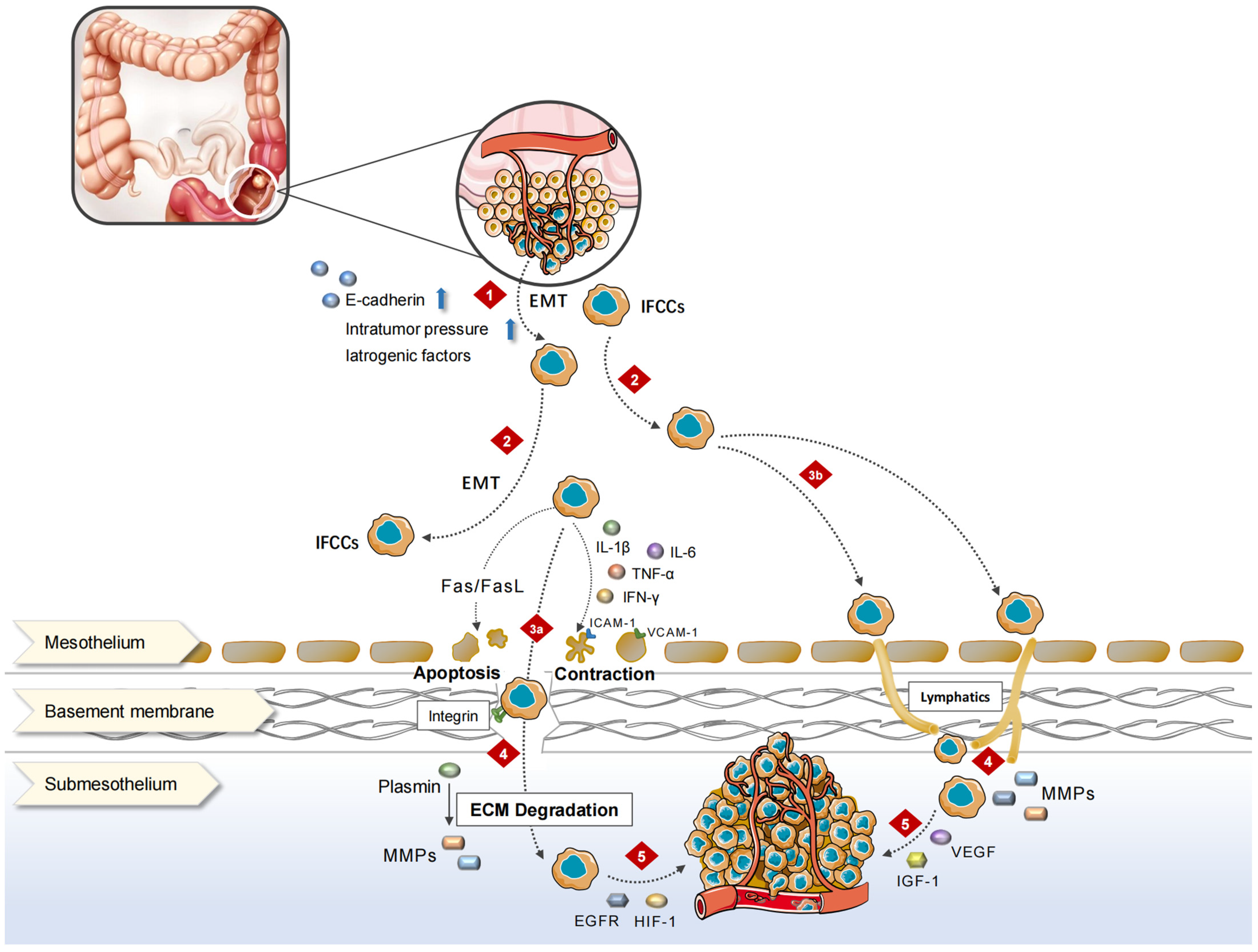 Cancers 15 05641 g001