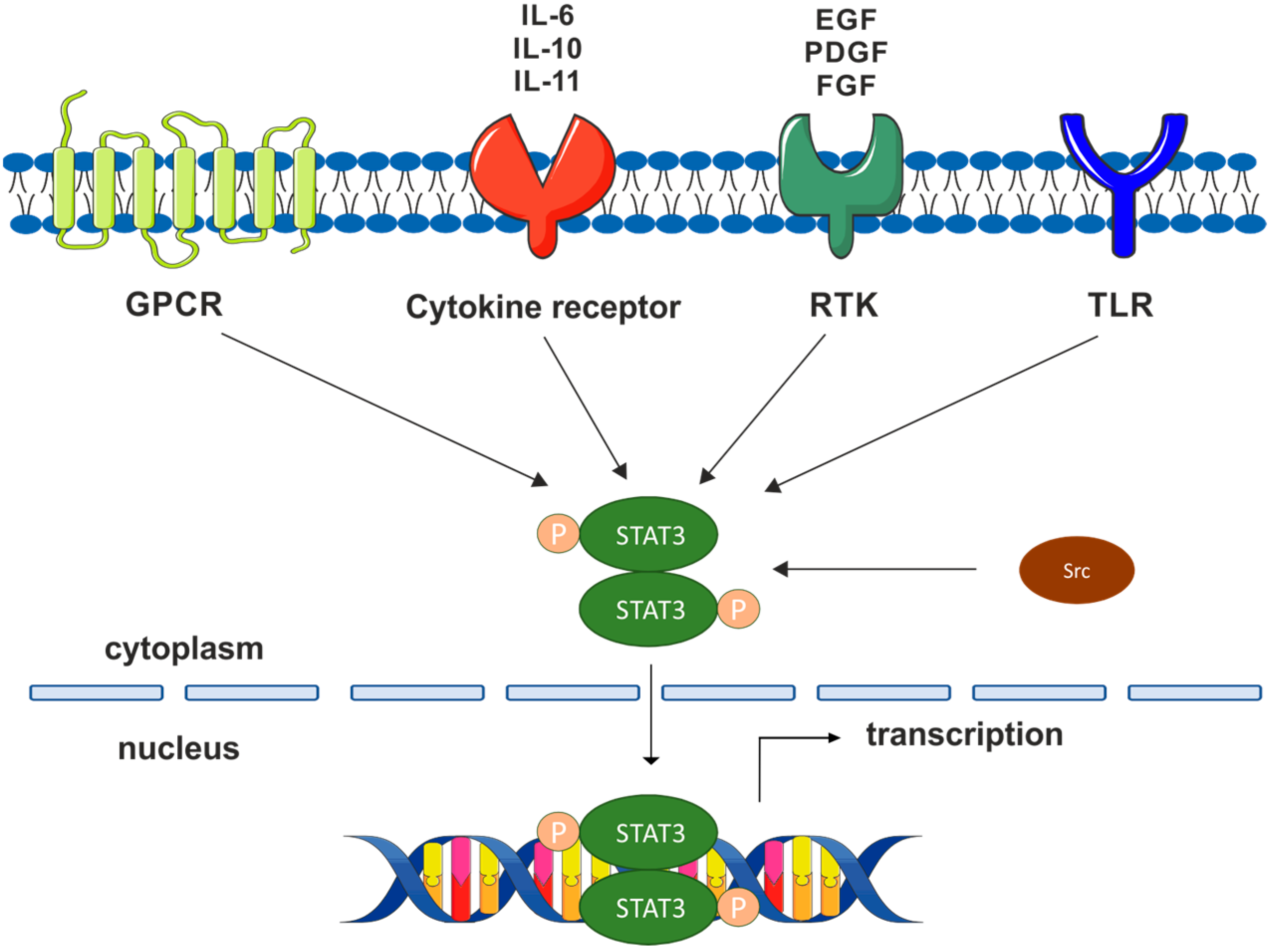 Cancers 15 05647 g001