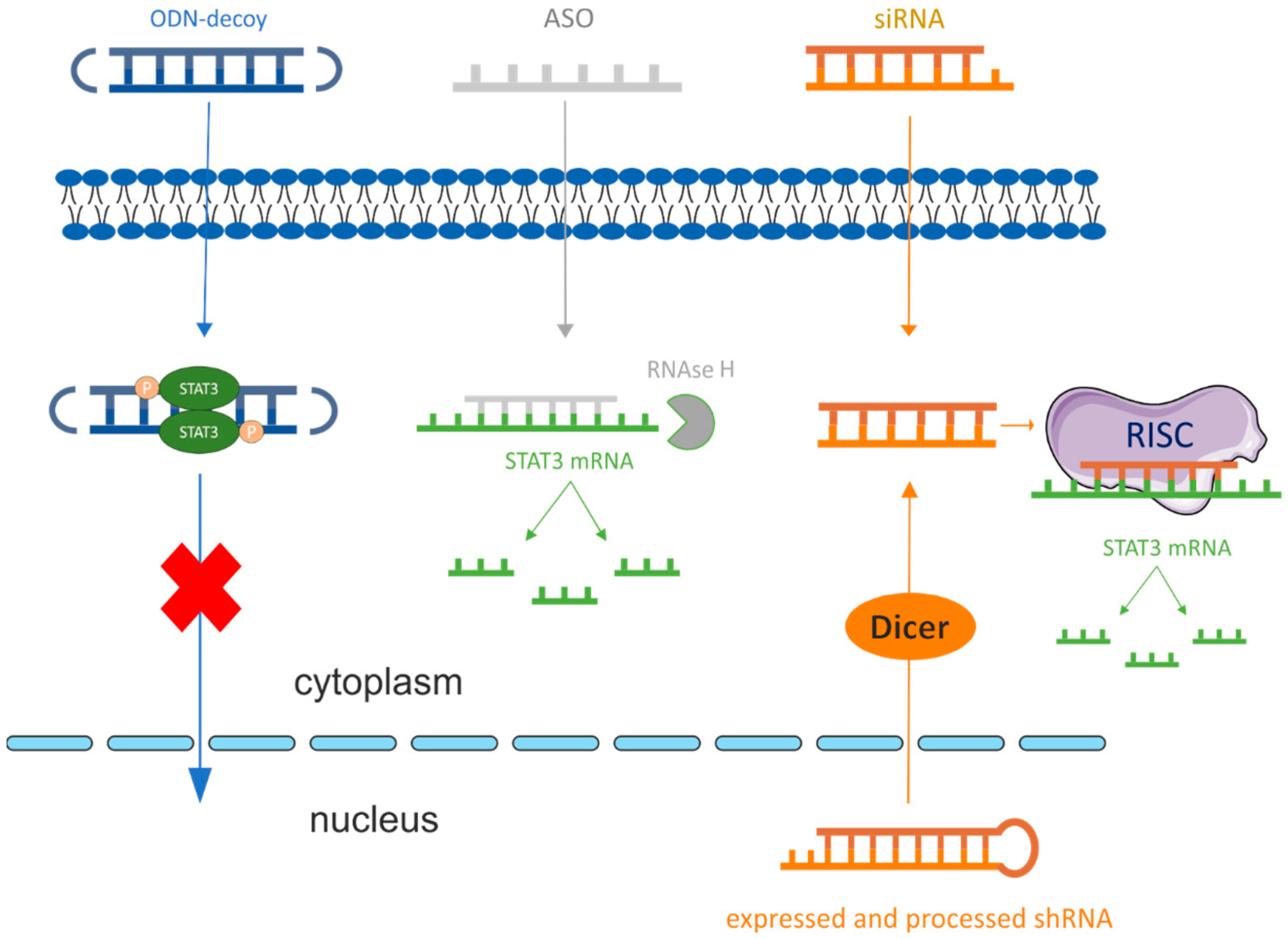 Cancers 15 05647 g003