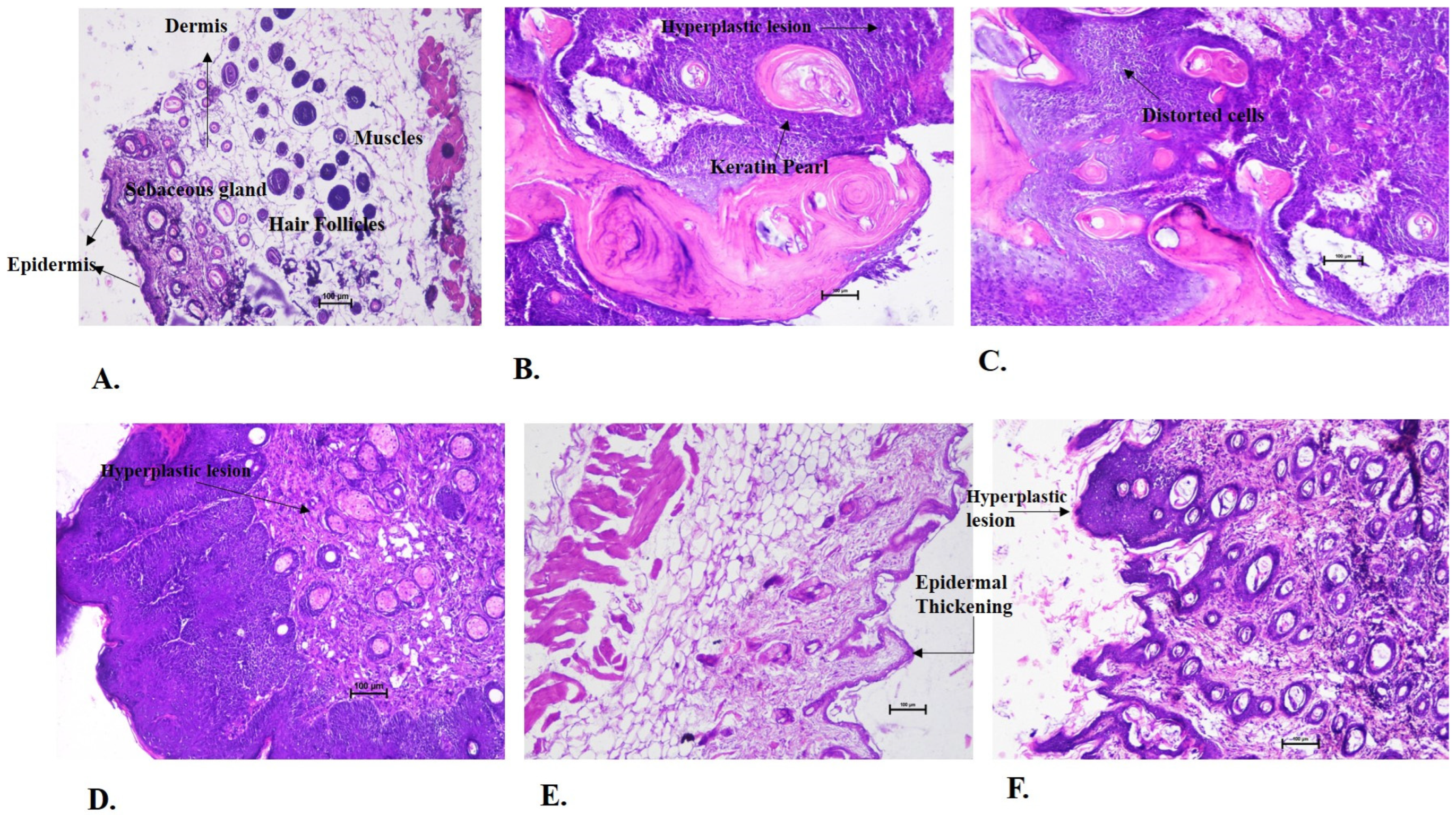 Cancers 15 05654 g005