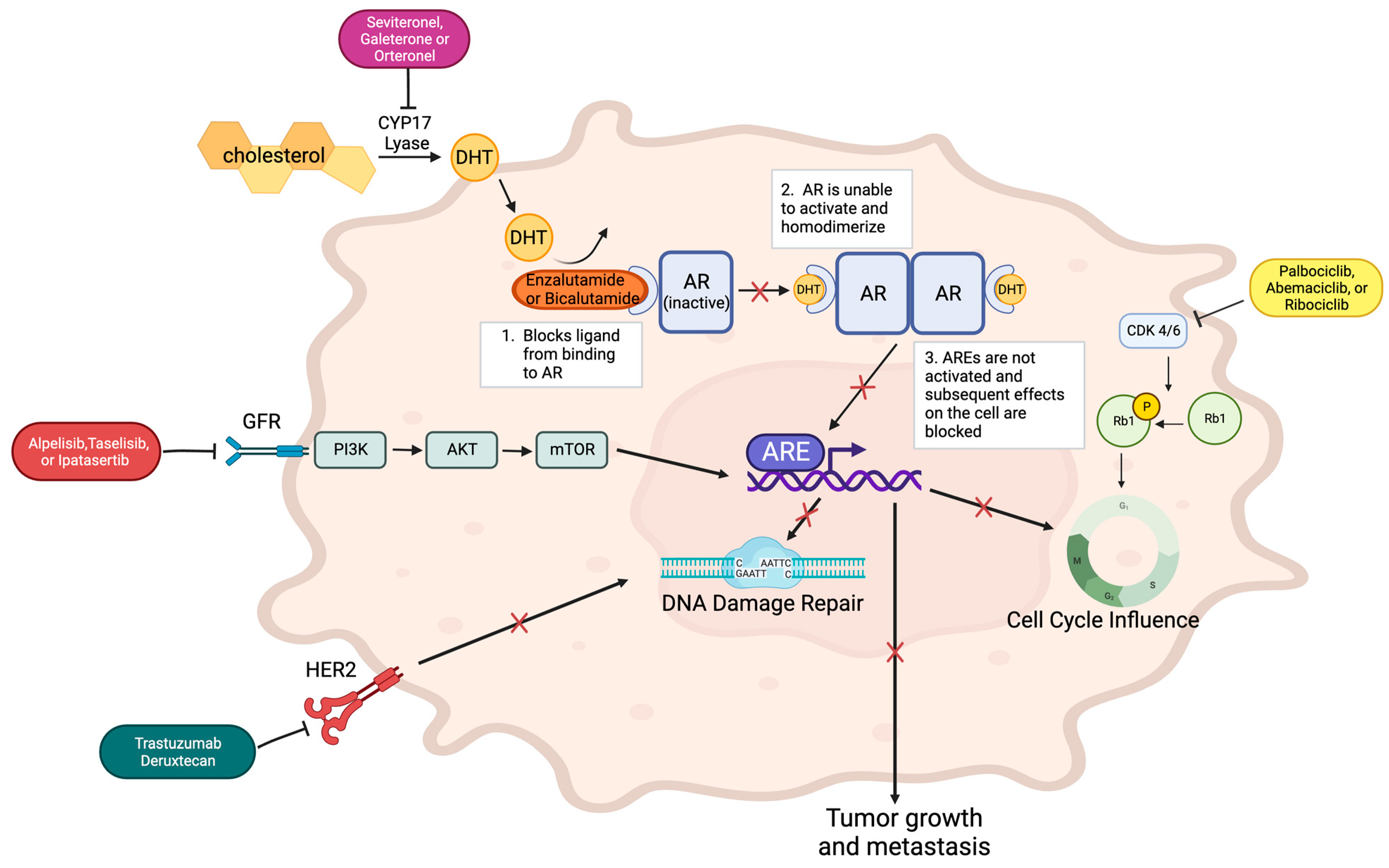 Cancers 15 05664 g001