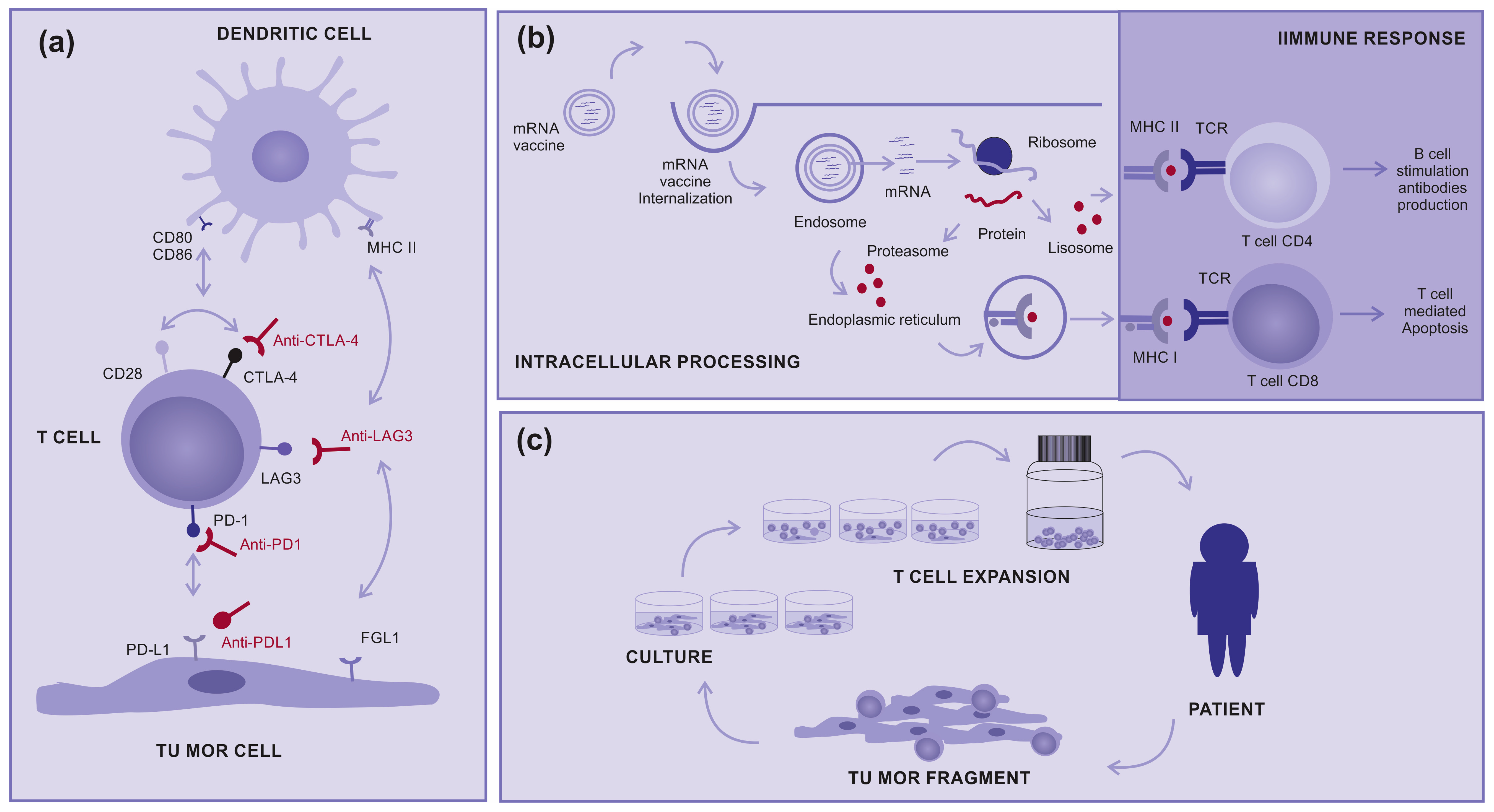Cancers 15 05751 g001