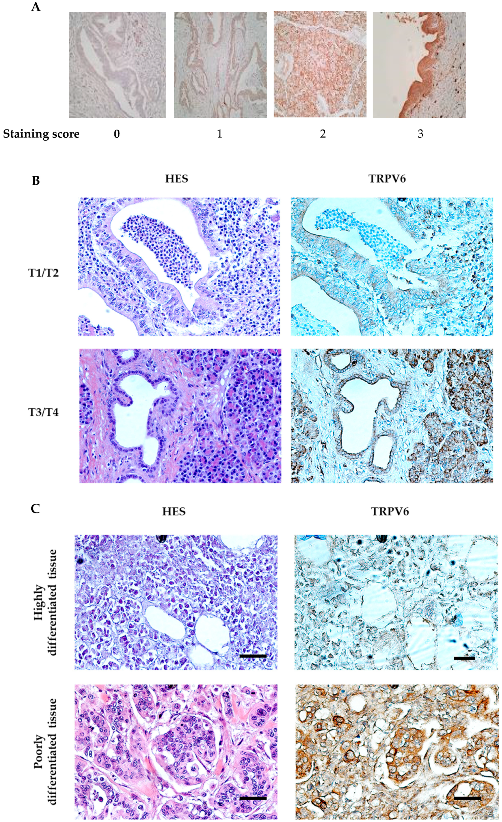 Cancers 15 05769 g001a Cancers 15 05769 g001a