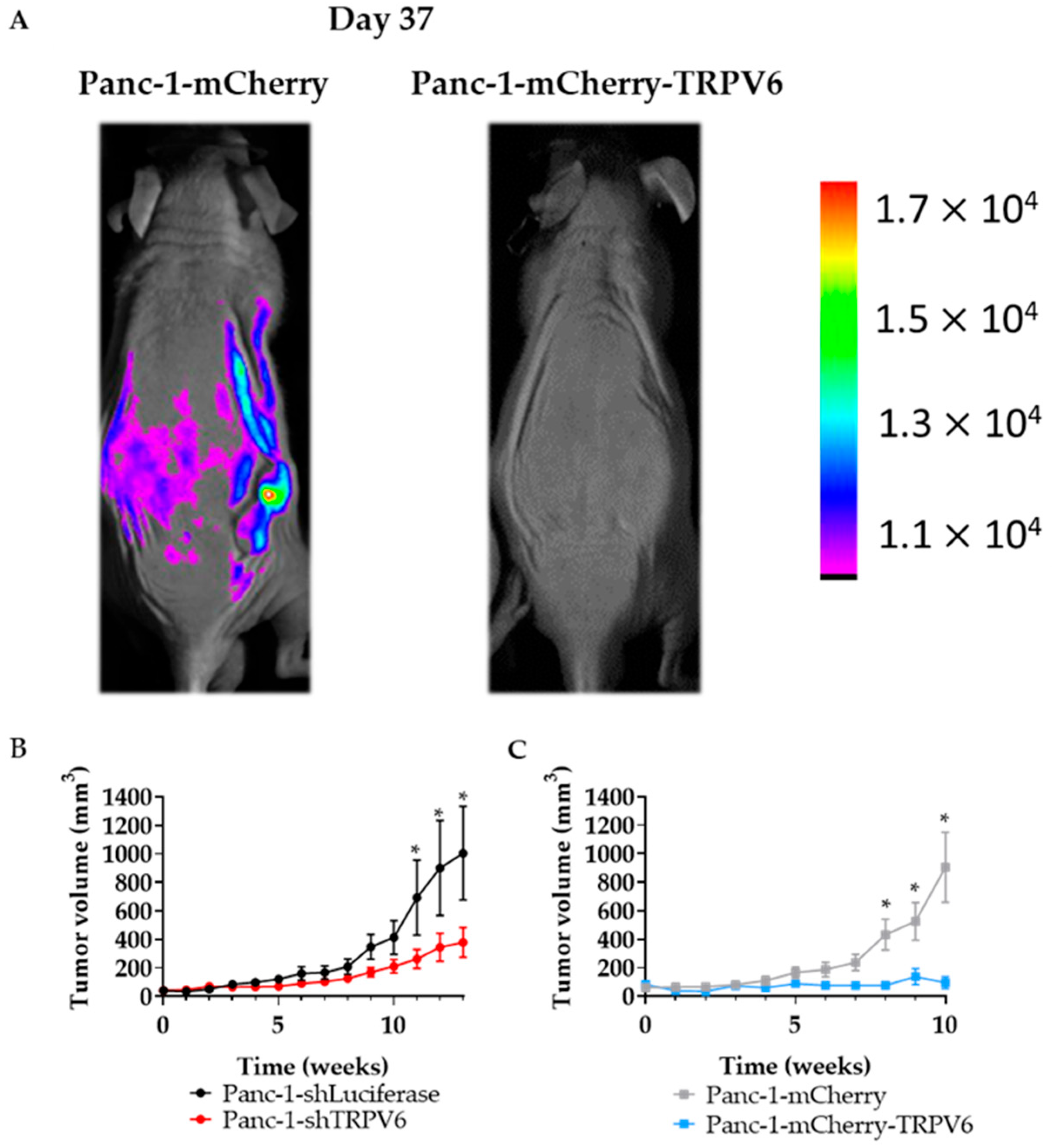 Cancers 15 05769 g009 Cancers 15 05769 g009