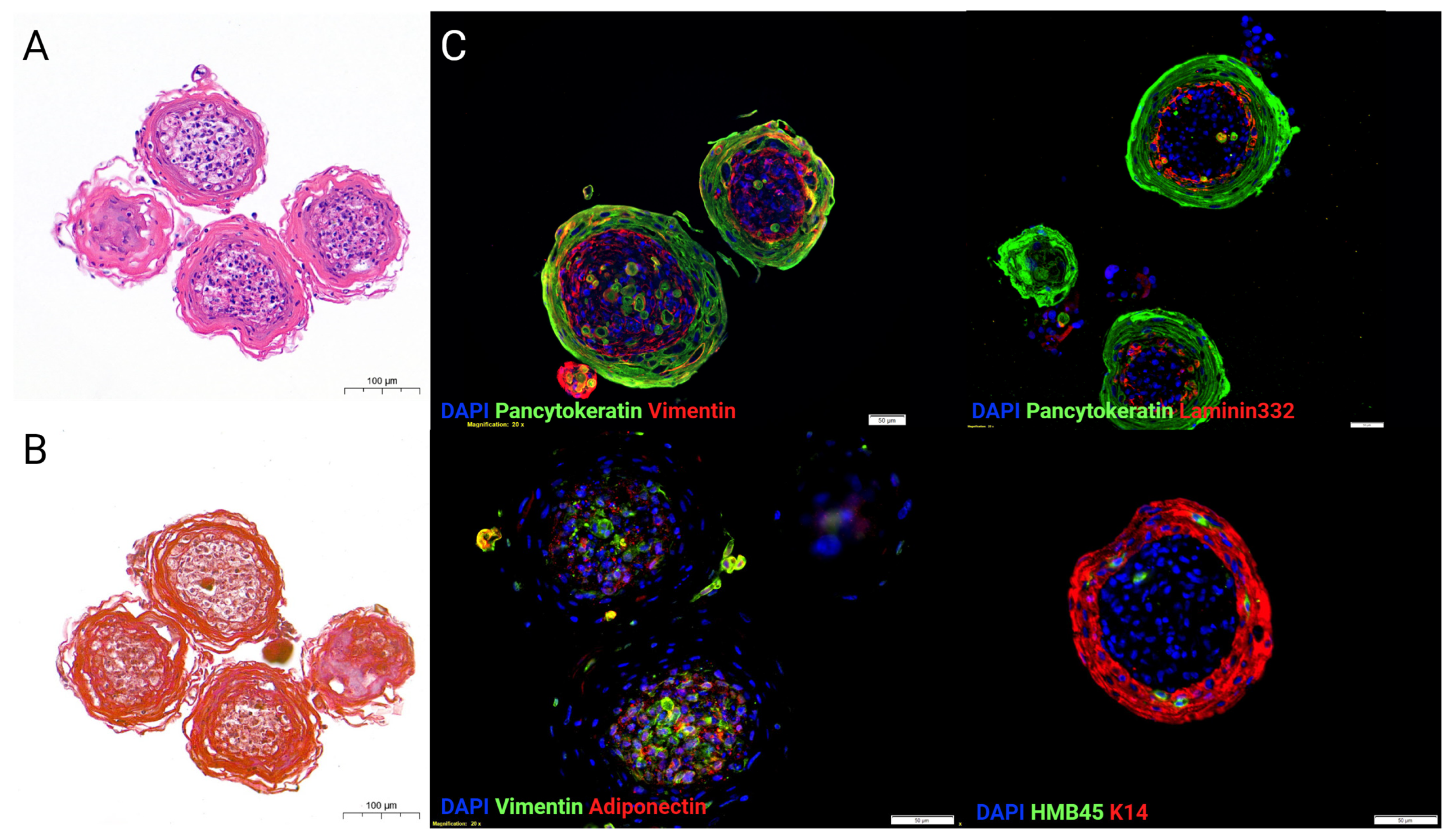 Cancers 15 05779 g001