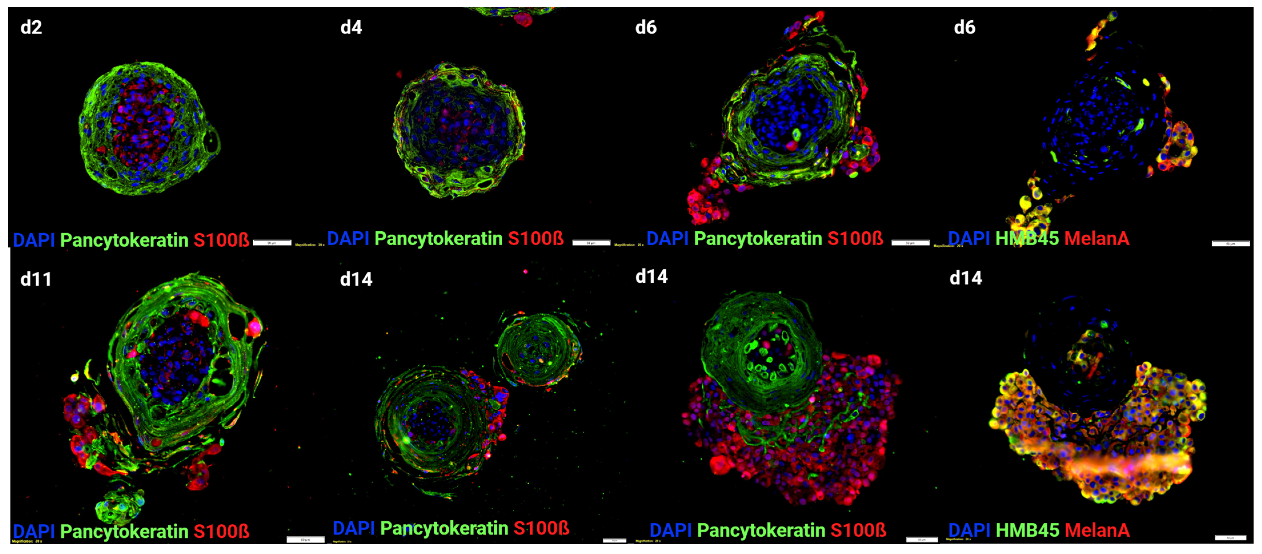 Cancers 15 05779 g002