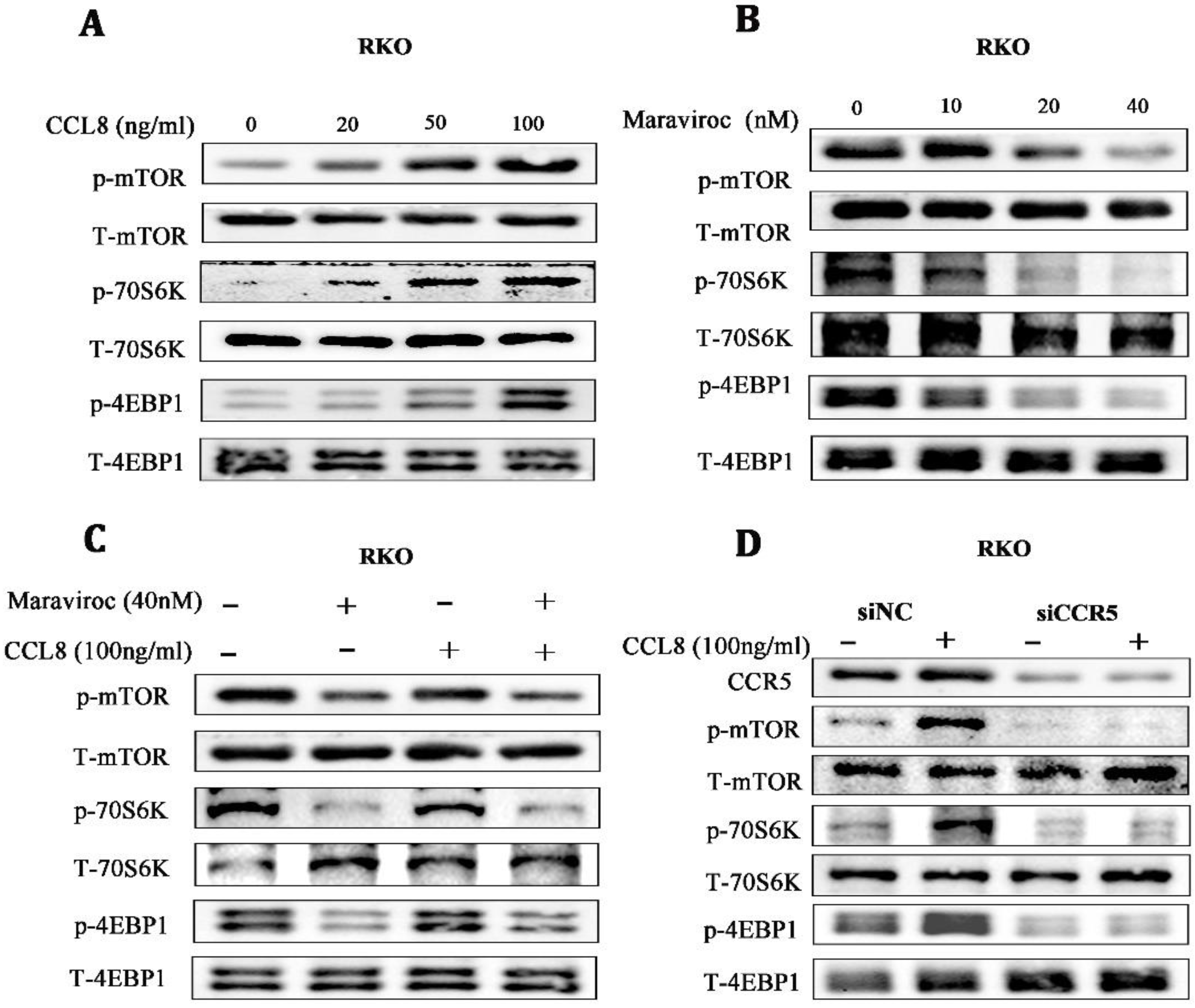 Cancers 15 05795 g006