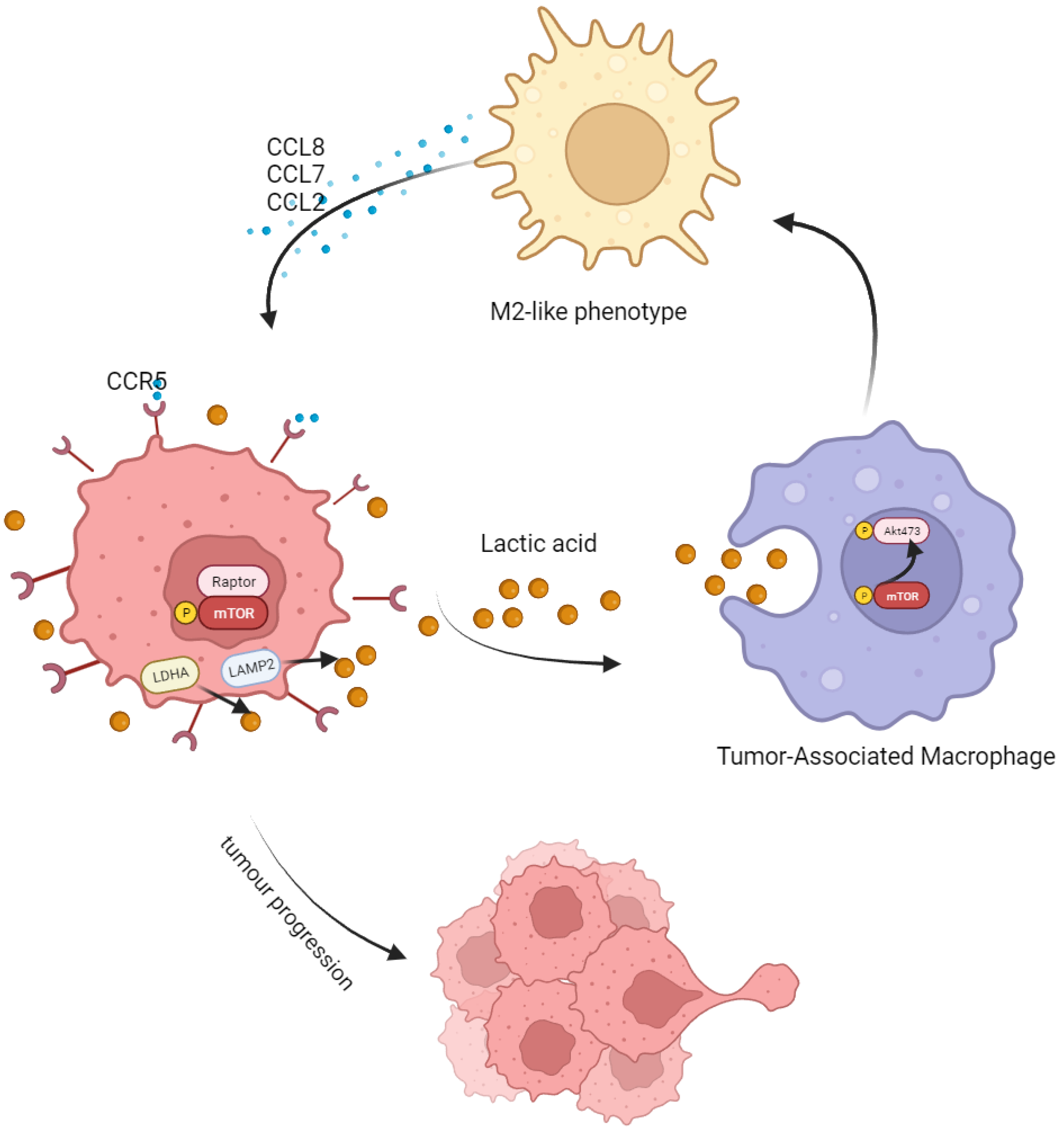 Cancers 15 05795 g007