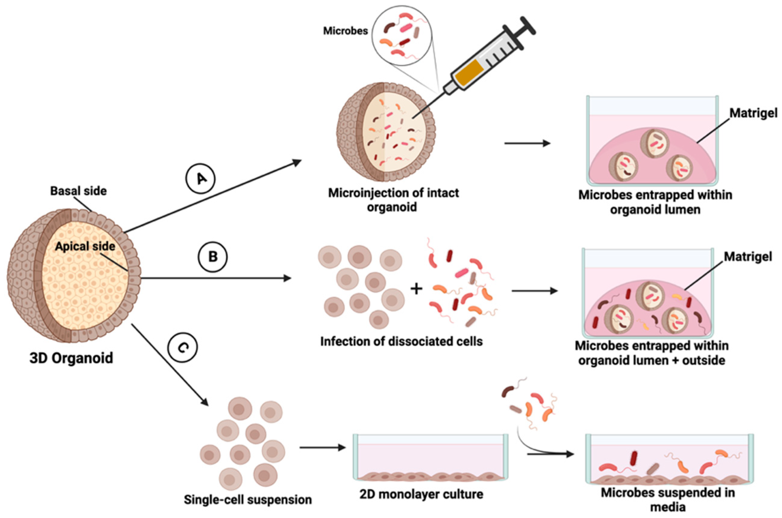 Cancers 15 05810 g004