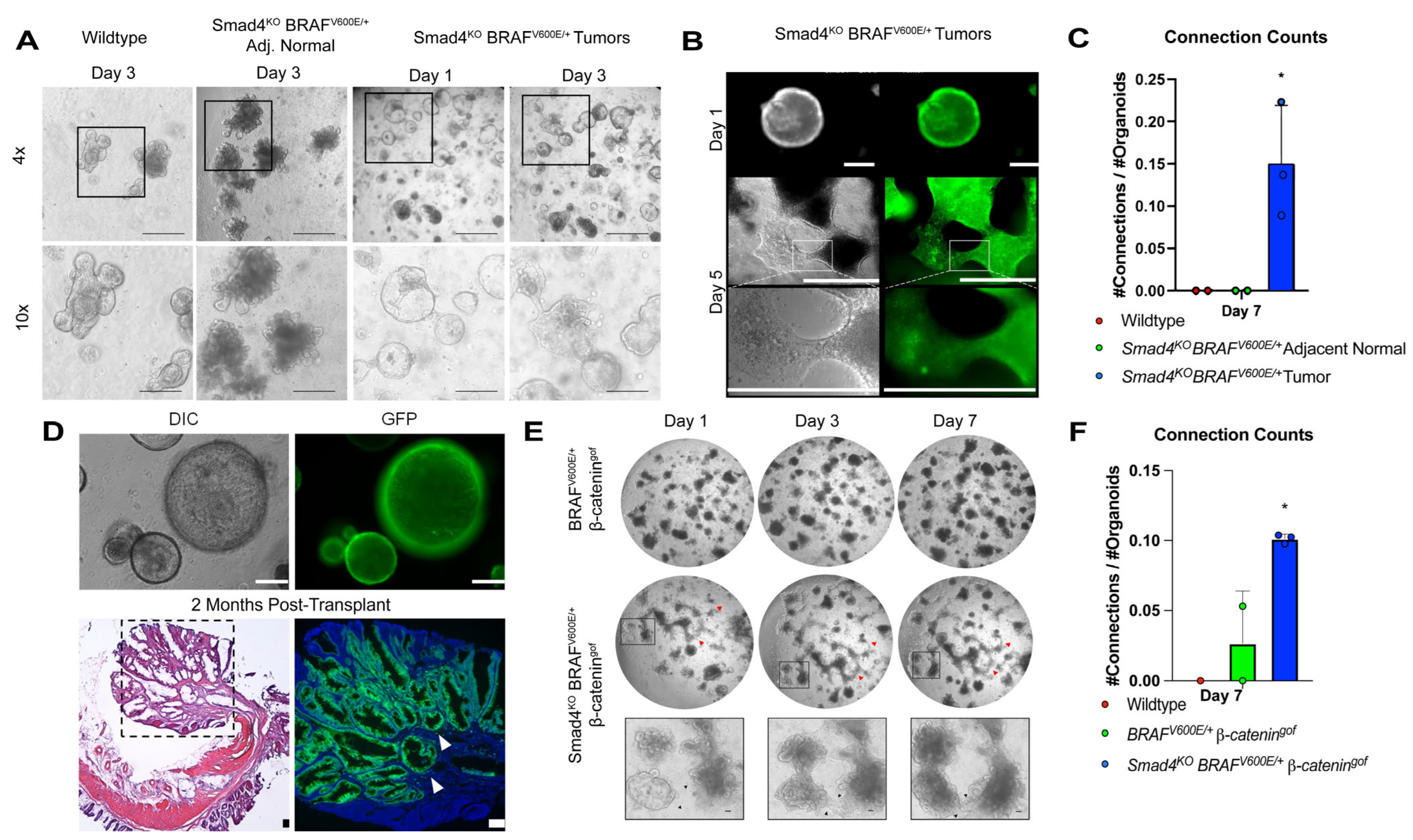 Cancers 15 05820 g001 Cancers 15 05820 g001