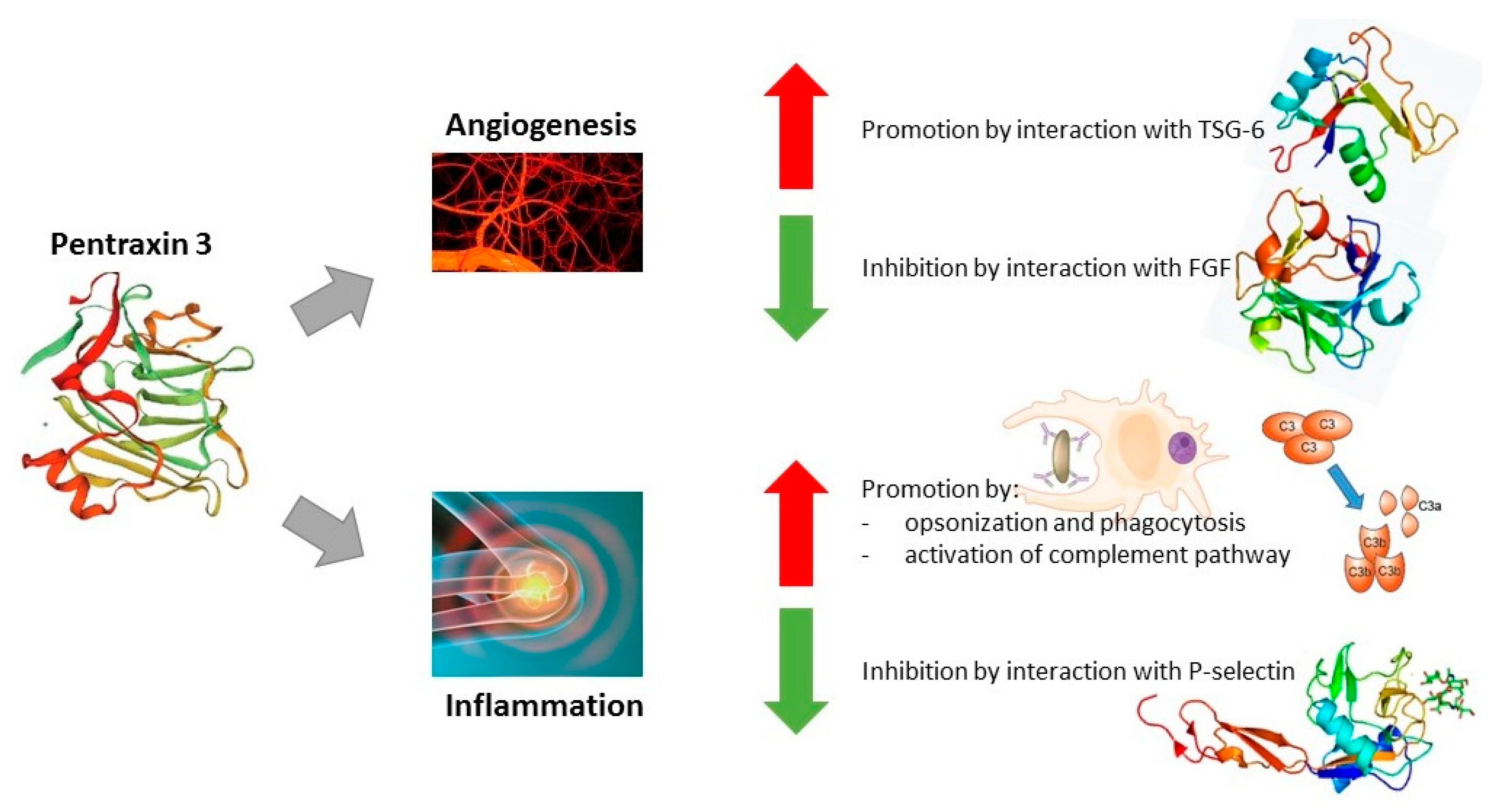 Cancers 15 05832 g001