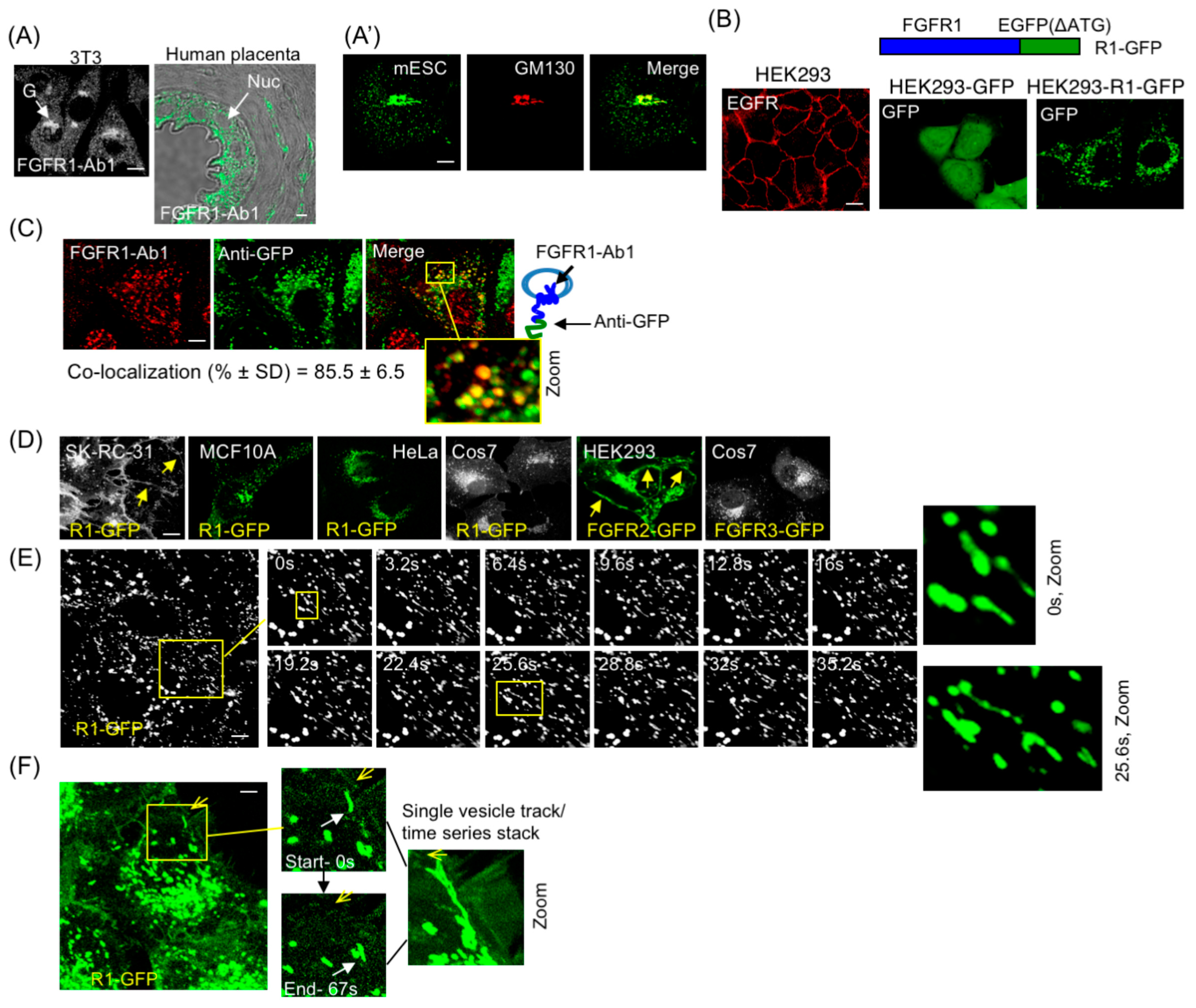 Cancers 15 05837 g001