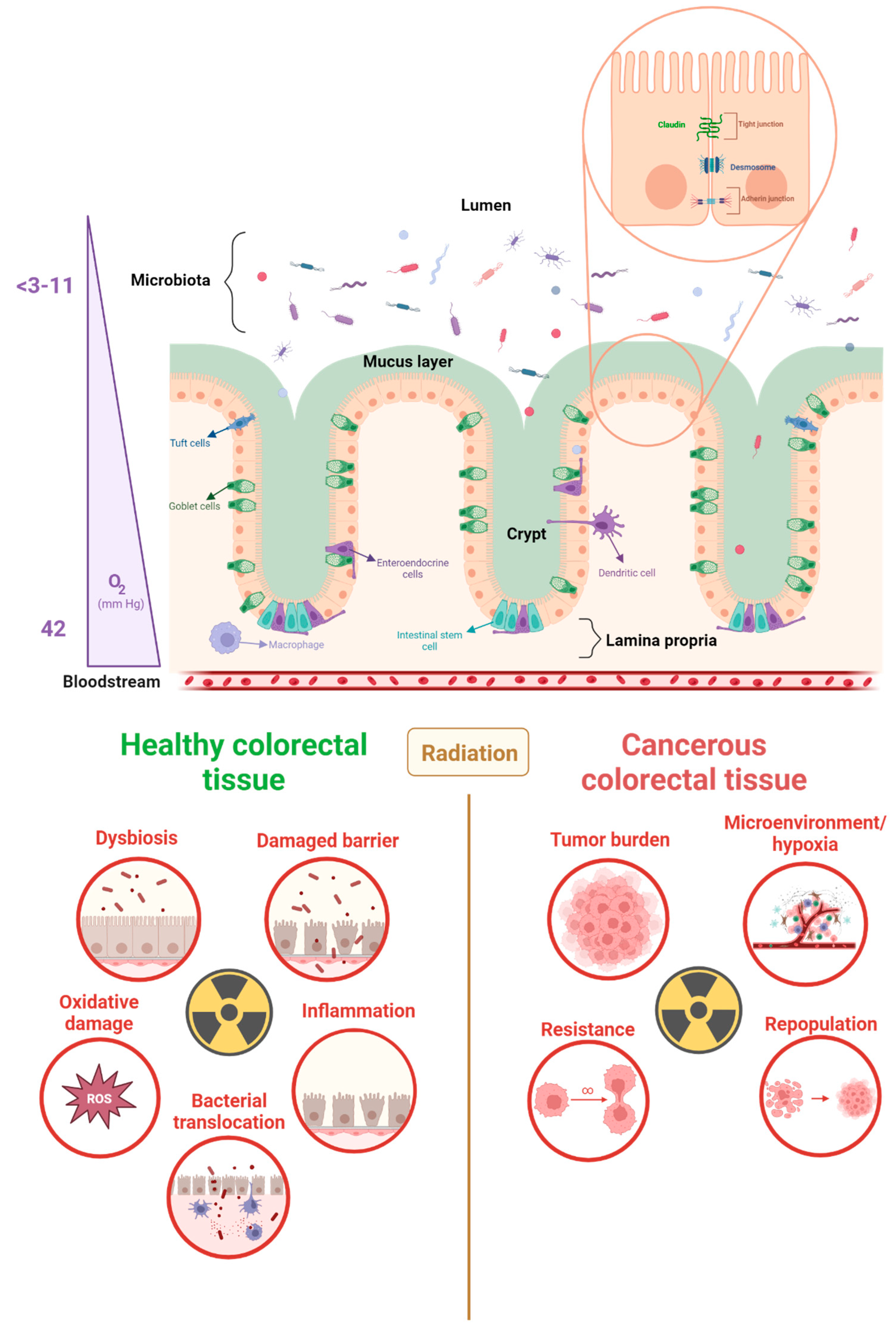 Cancers 15 05859 g001