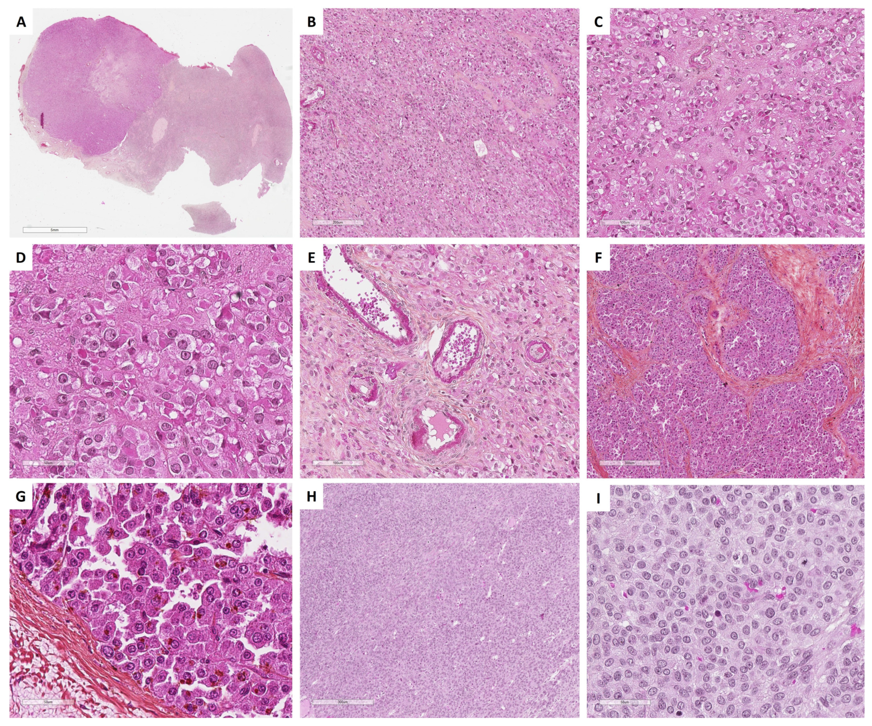 Cancers 15 05864 g007 Cancers 15 05864 g007