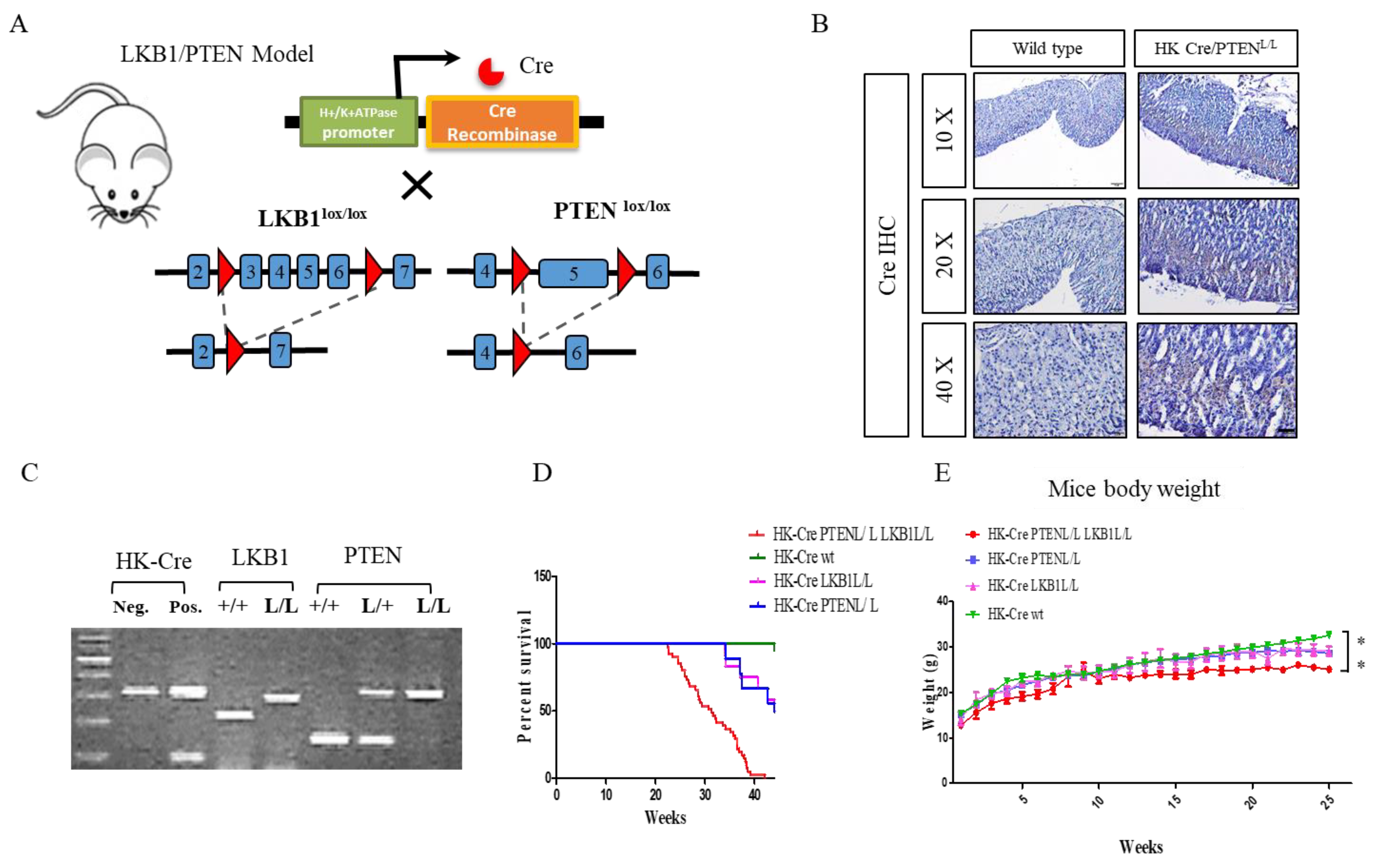 Cancers 15 05893 g001