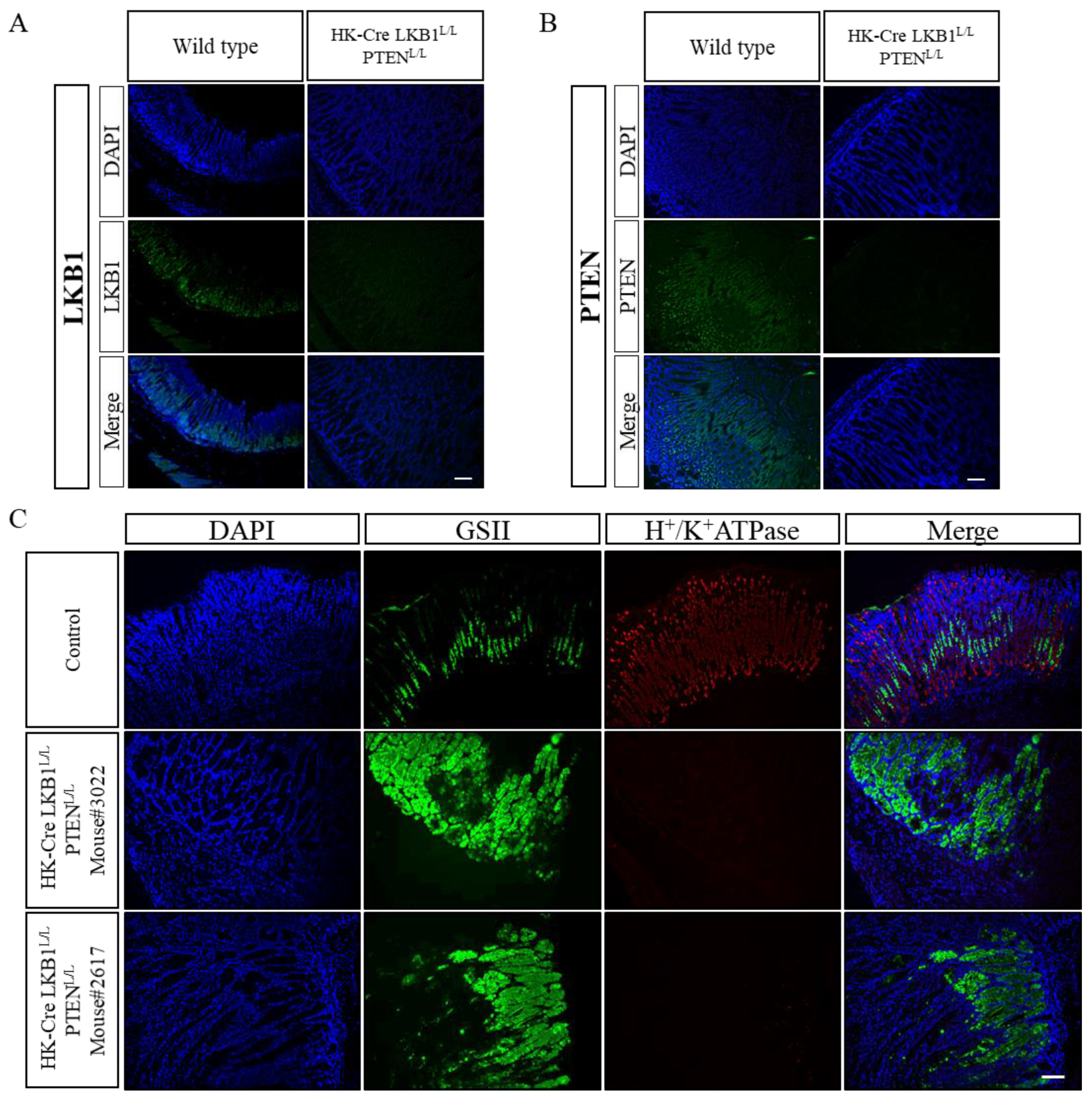 Cancers 15 05893 g004