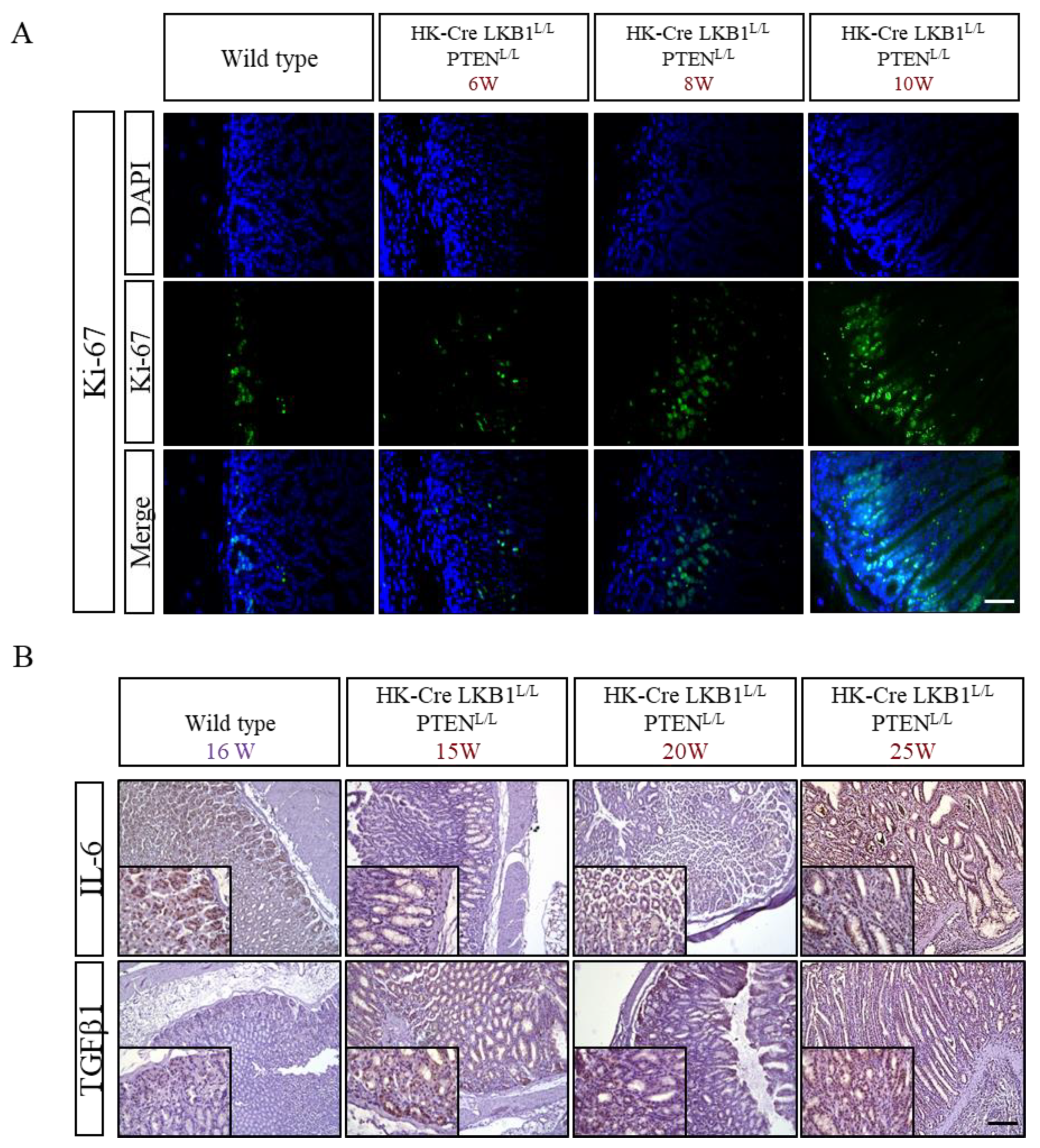 Cancers 15 05893 g006