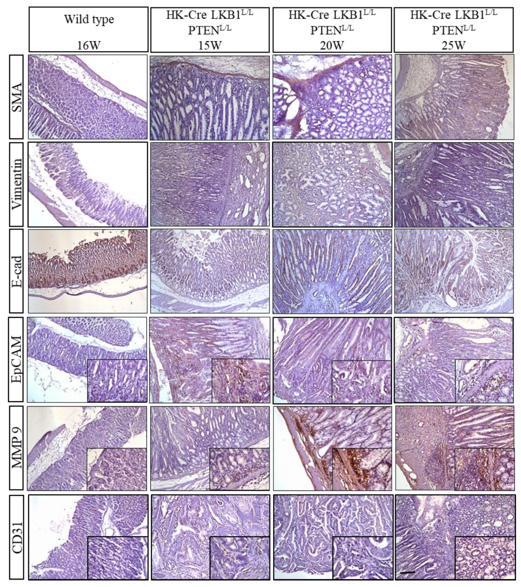 Cancers 15 05893 g007