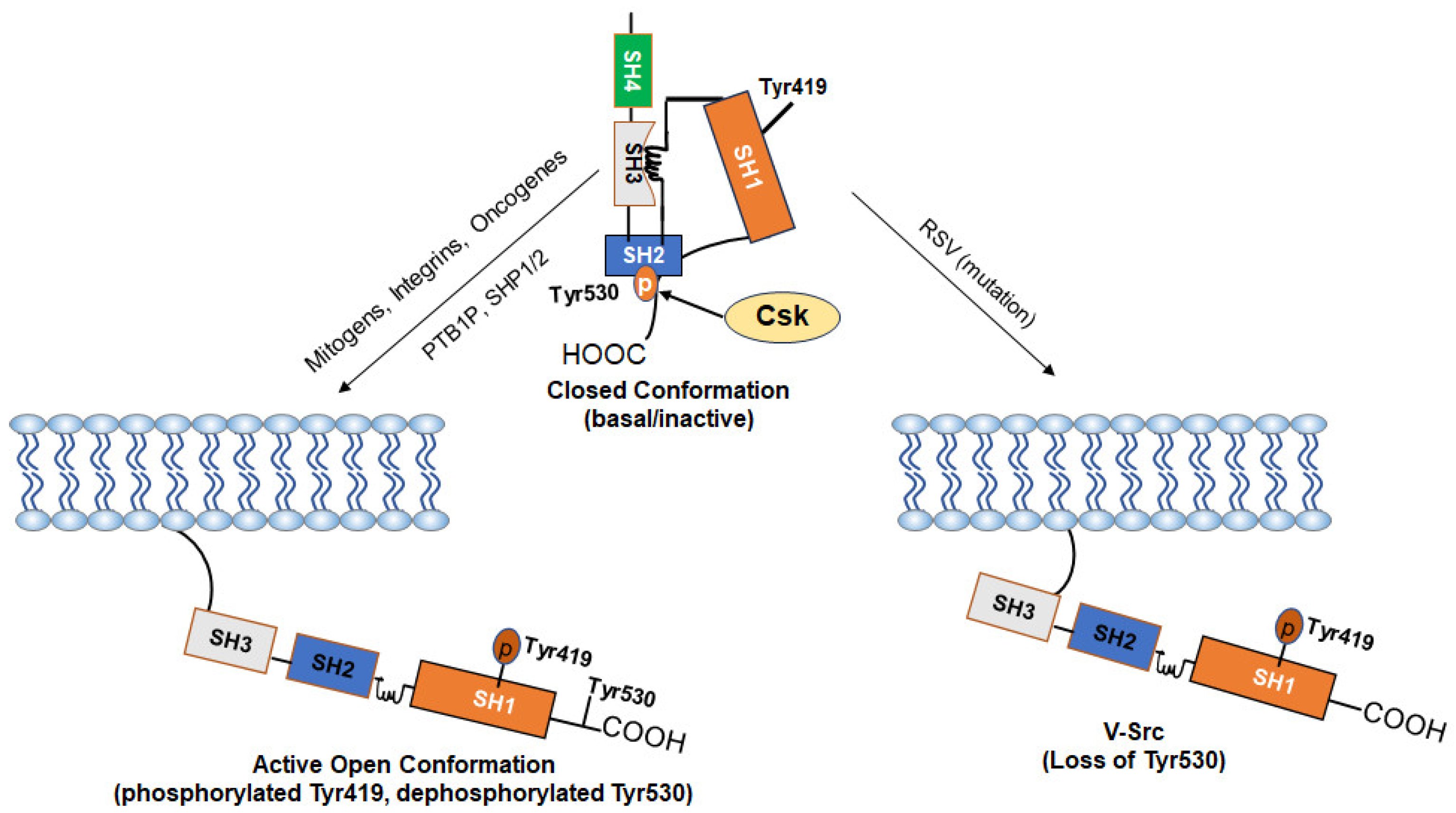 Cancers 16 00032 g002