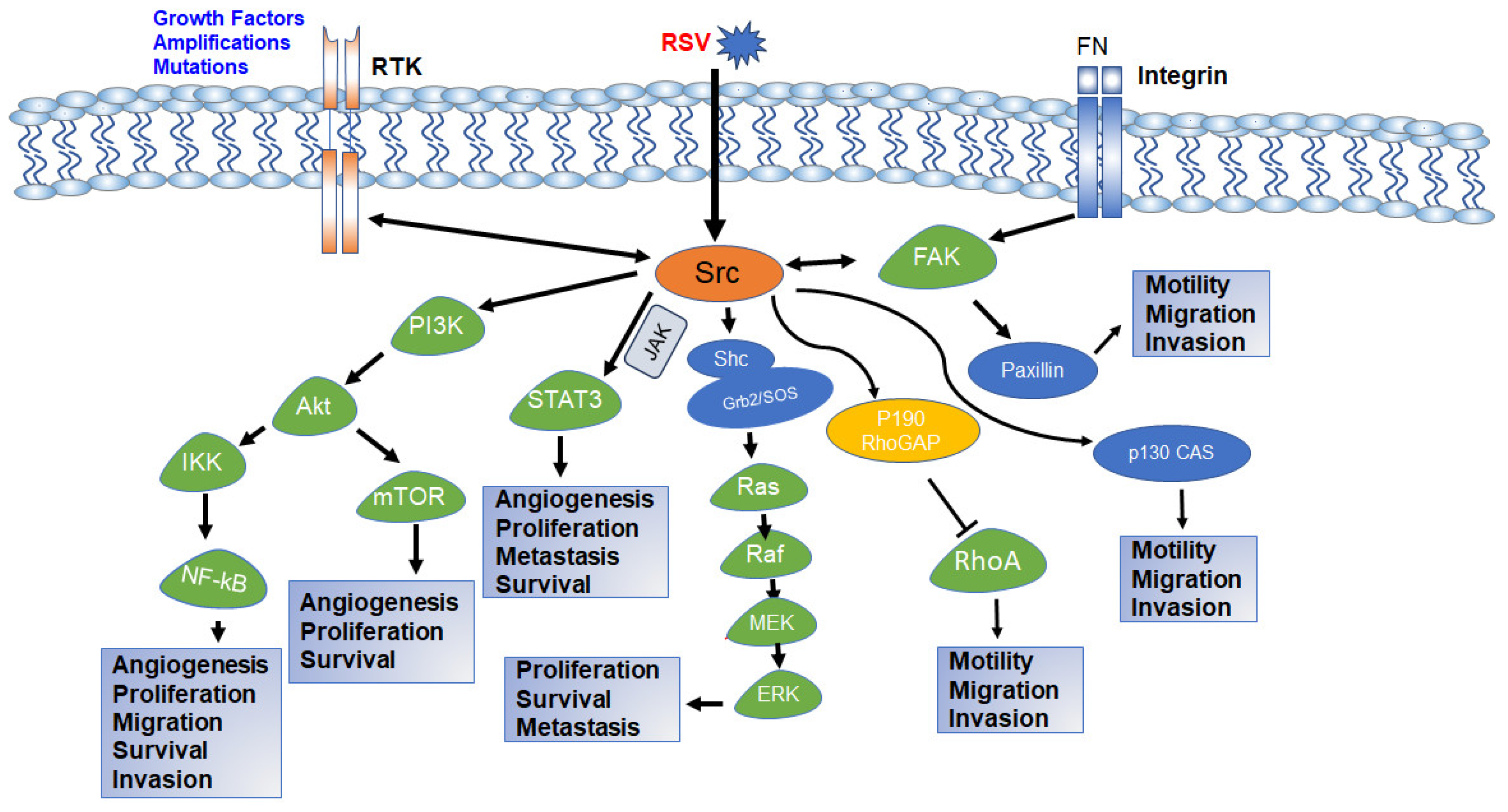Cancers 16 00032 g004