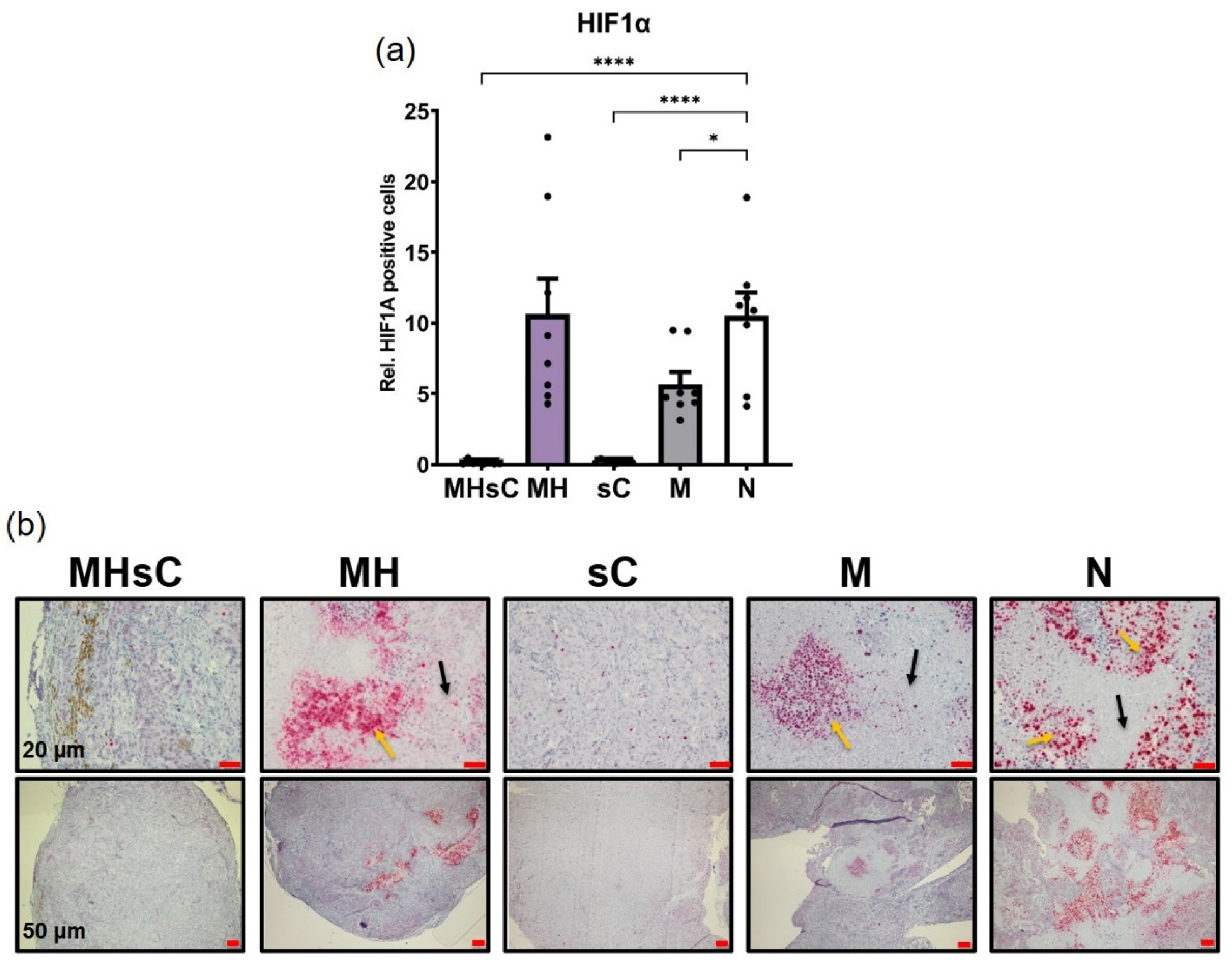 Cancers 16 00033 g007