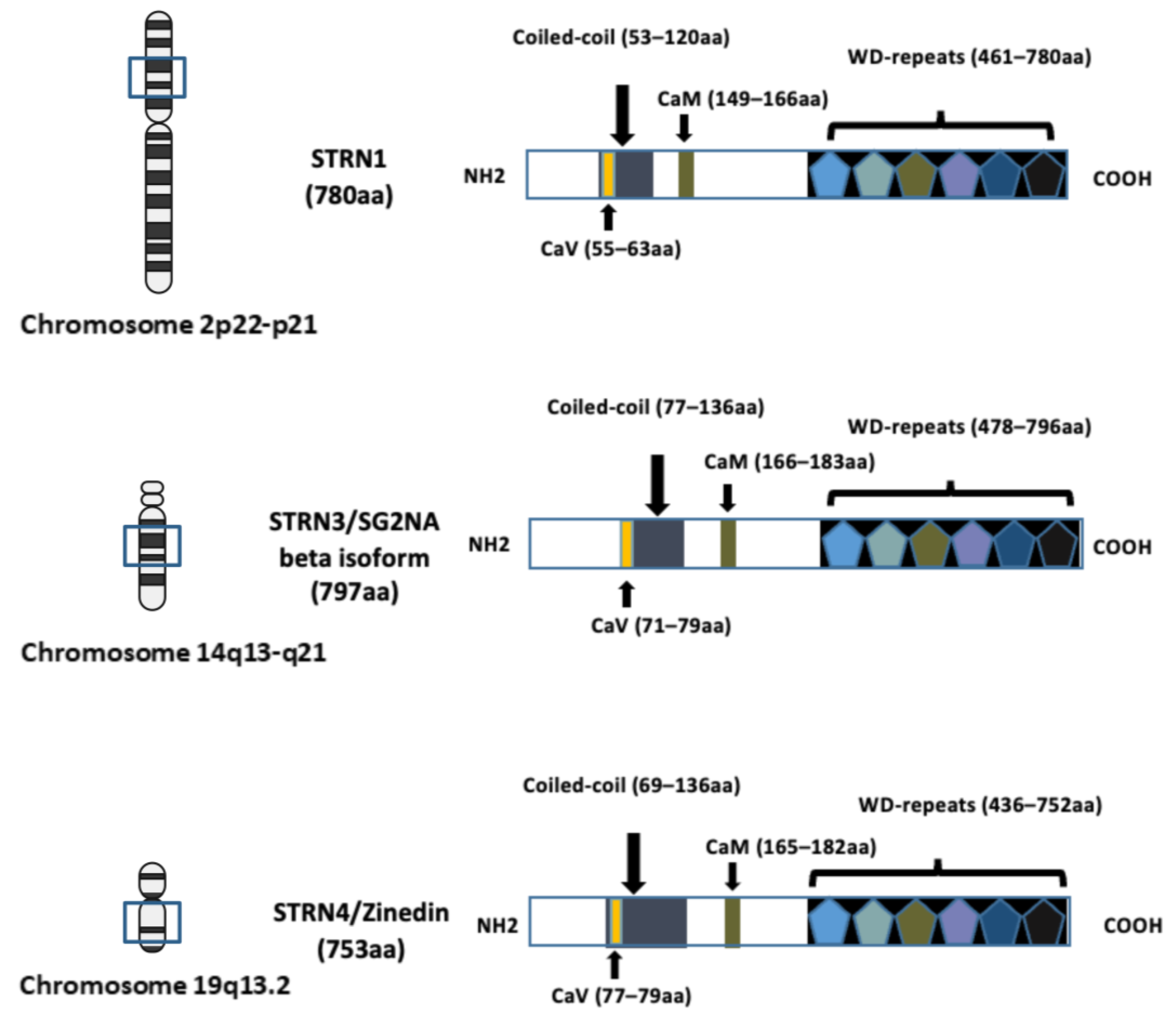 Cancers 16 00076 g001