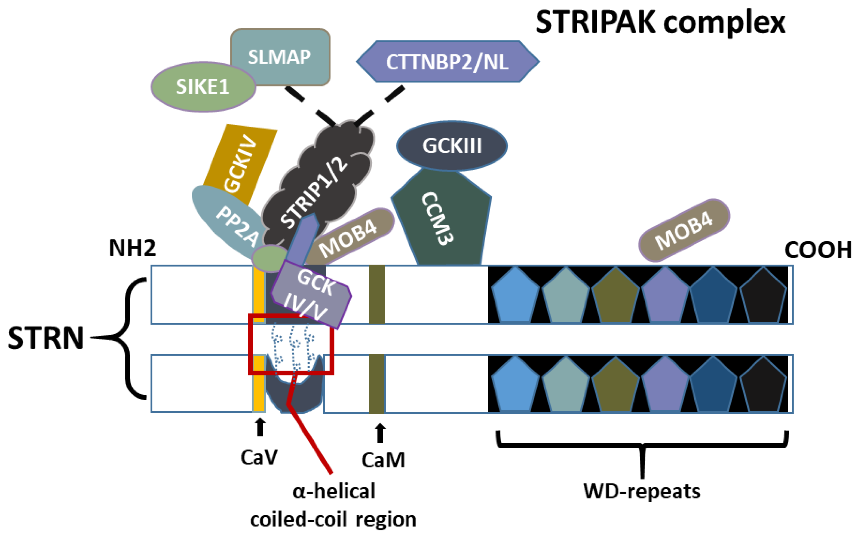 Cancers 16 00076 g002