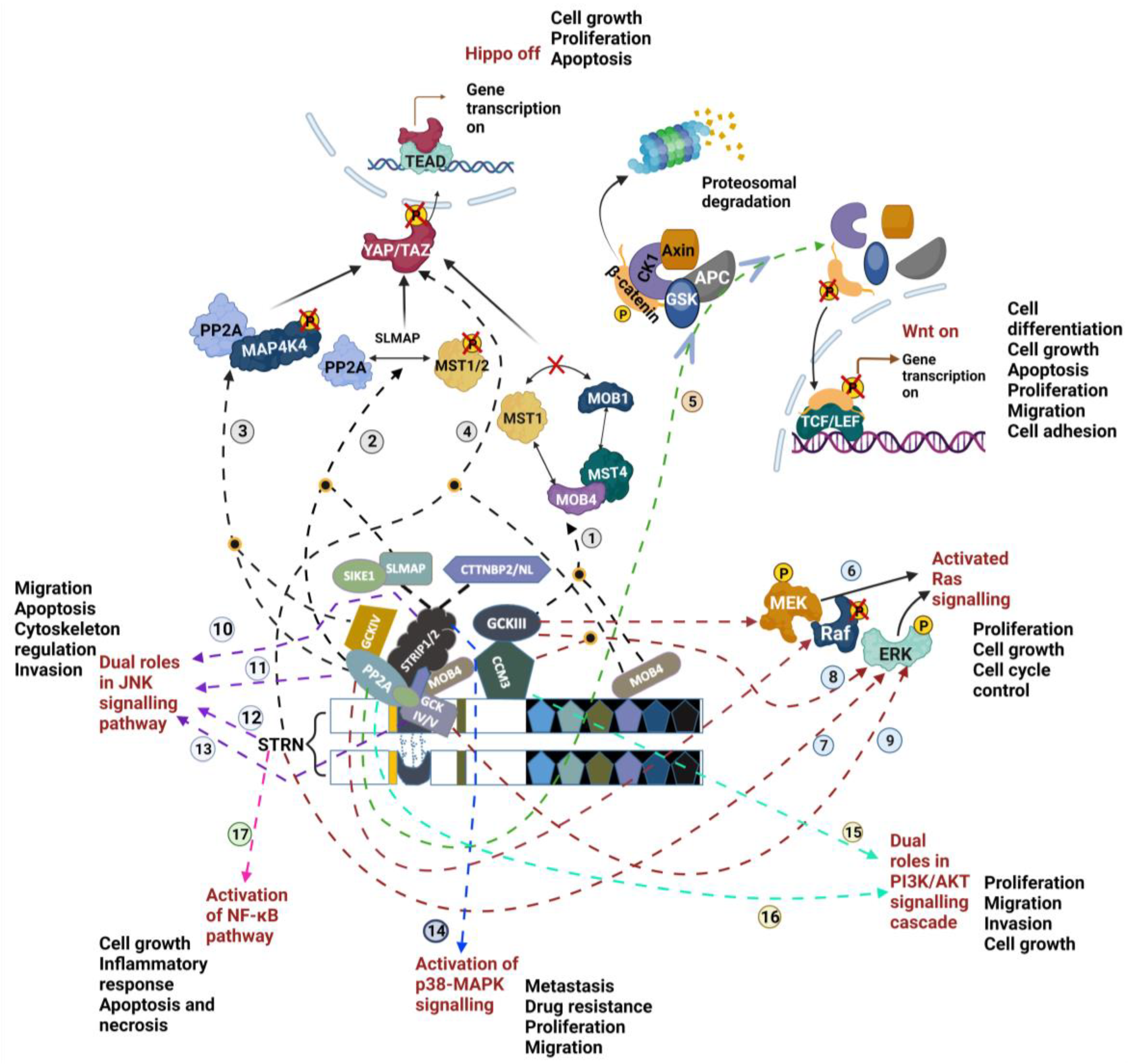 Cancers 16 00076 g003