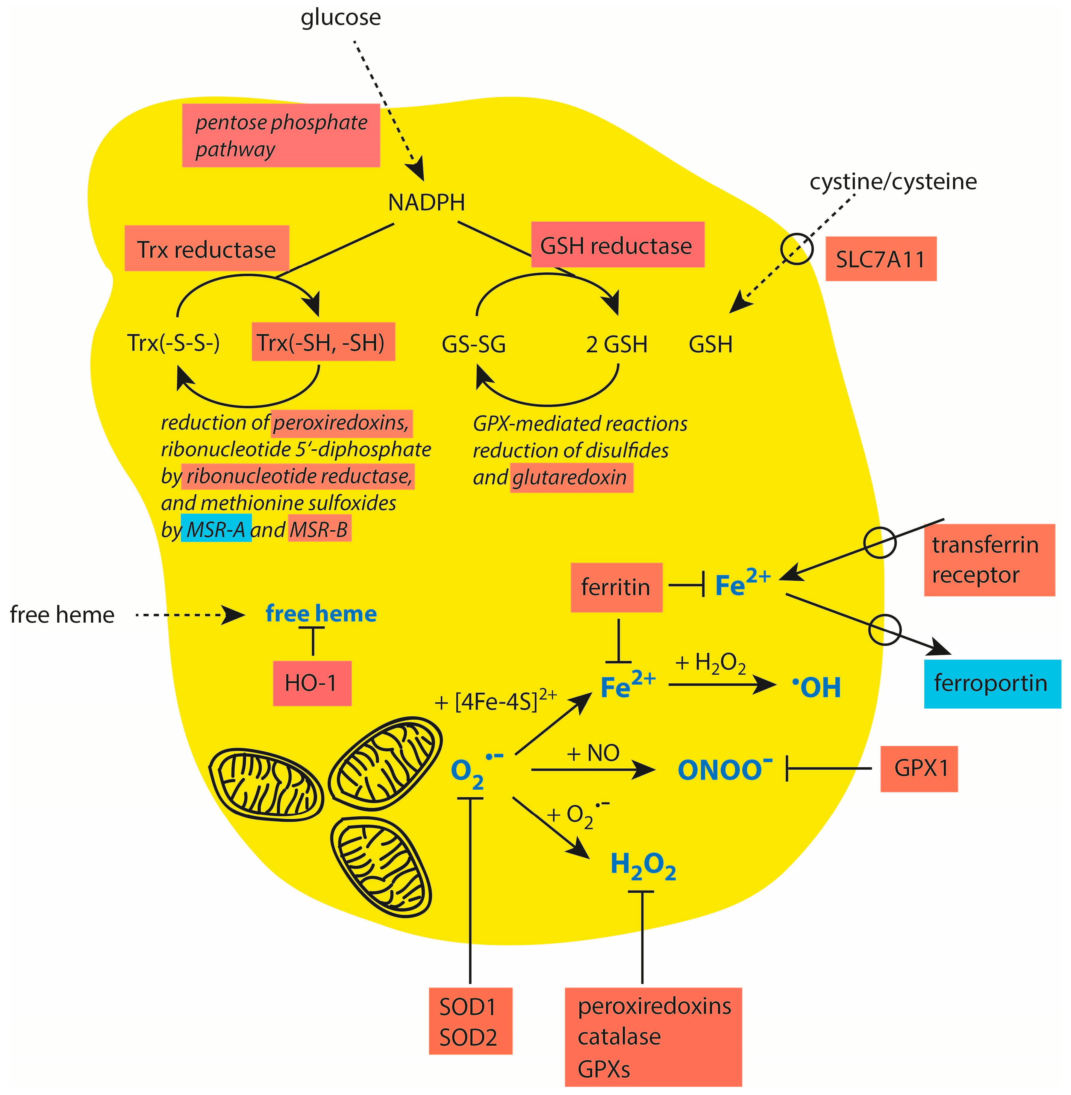Cancers 16 00081 g003