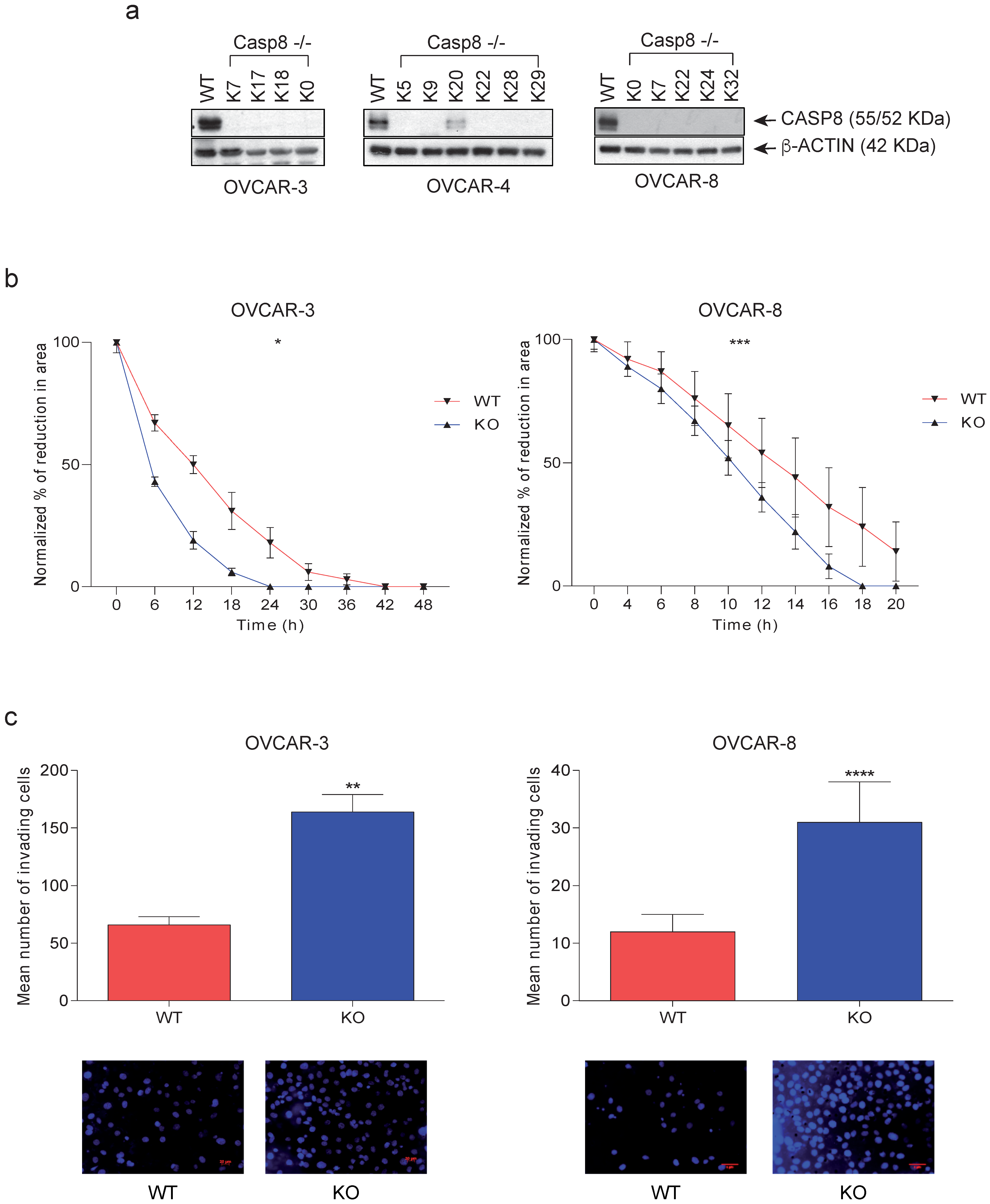 Cancers 16 00107 g002