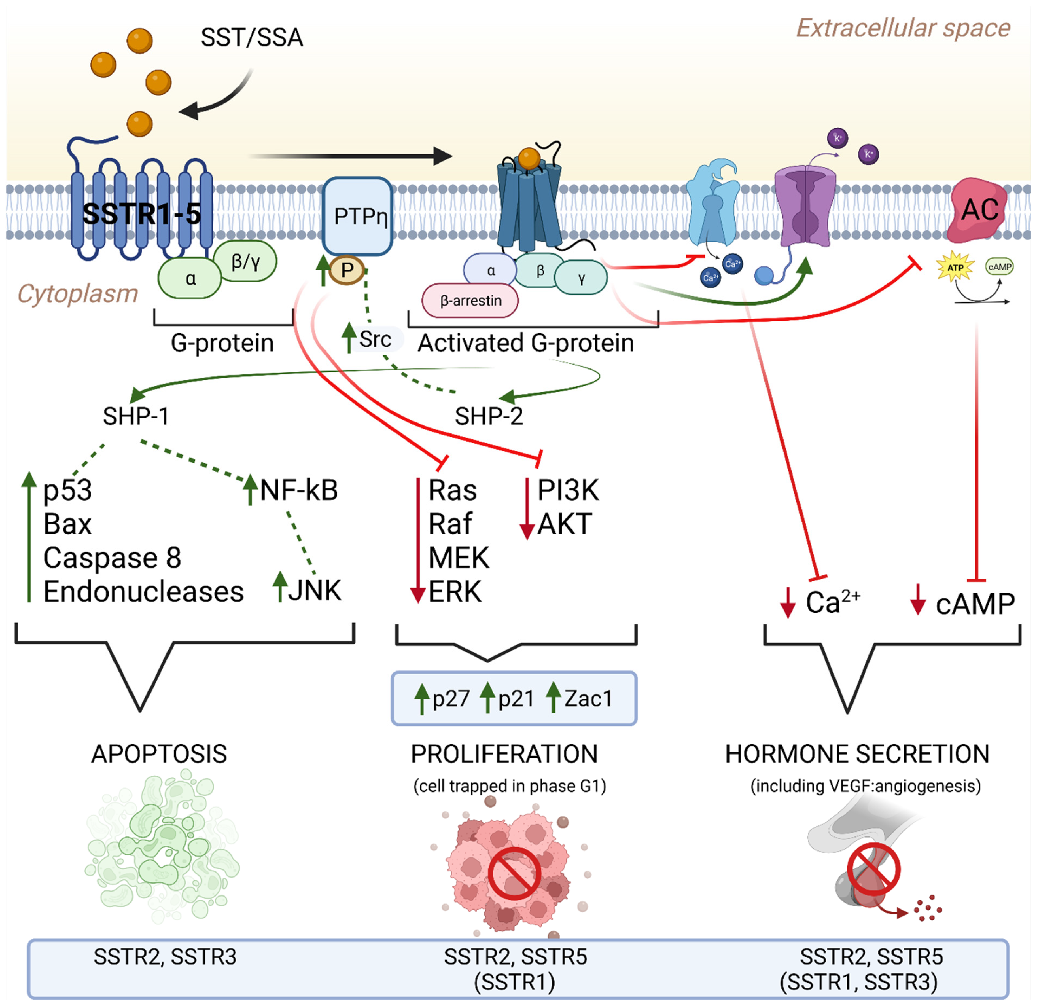 Cancers 16 00116 g001