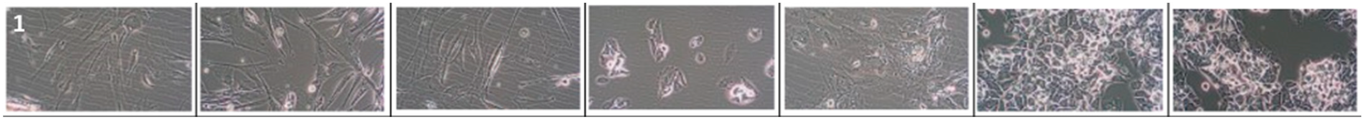 Cancers 16 00120 i001