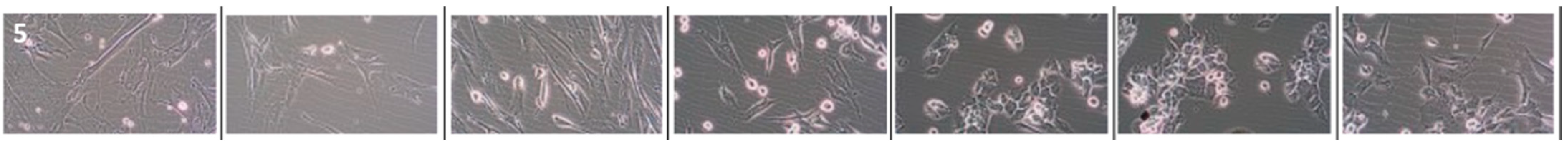 Cancers 16 00120 i004