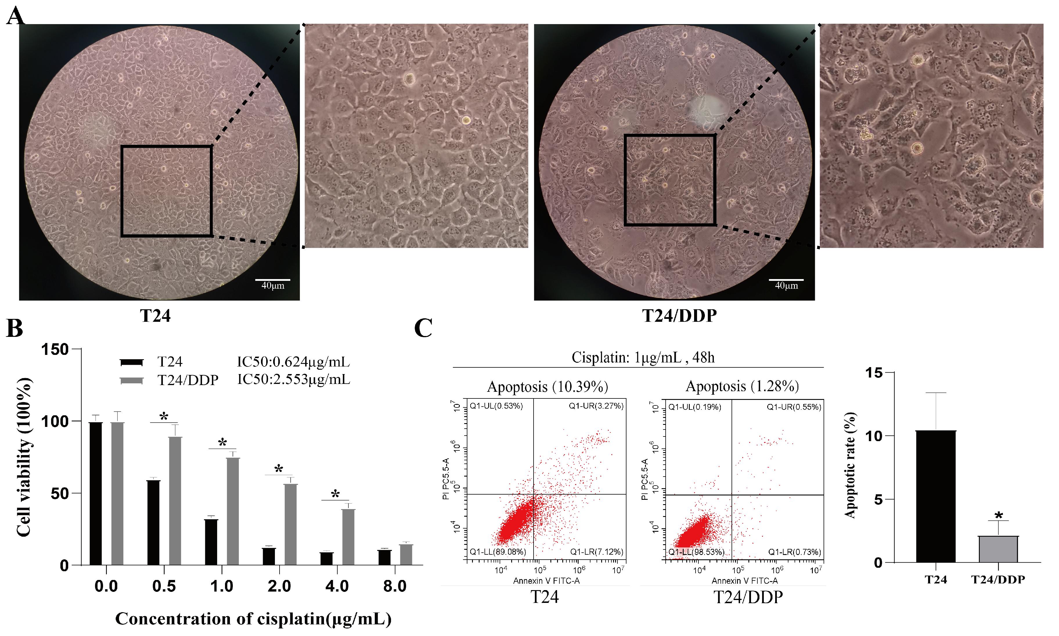 Cancers 16 00125 g001