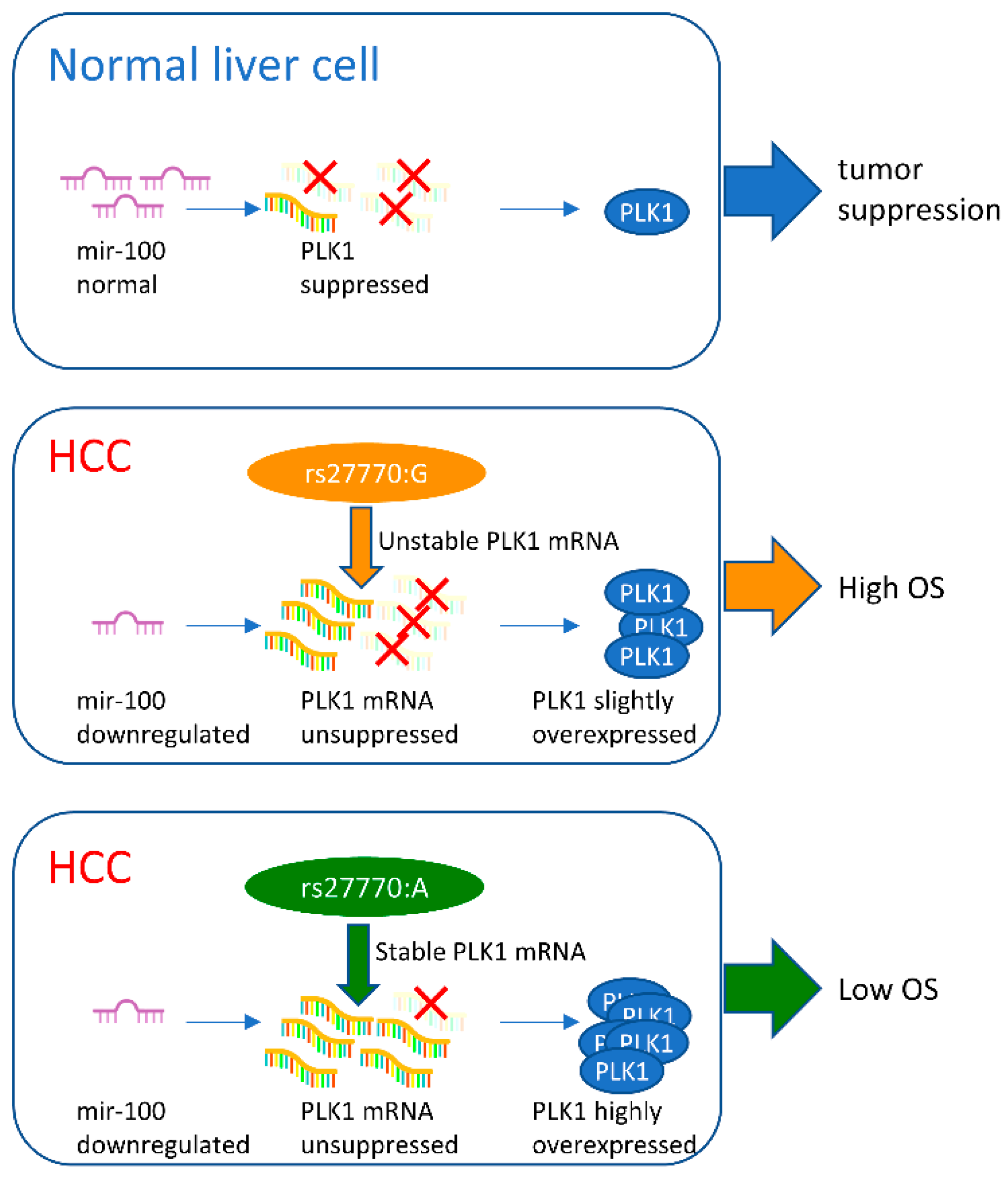 Cancers 16 00129 g006