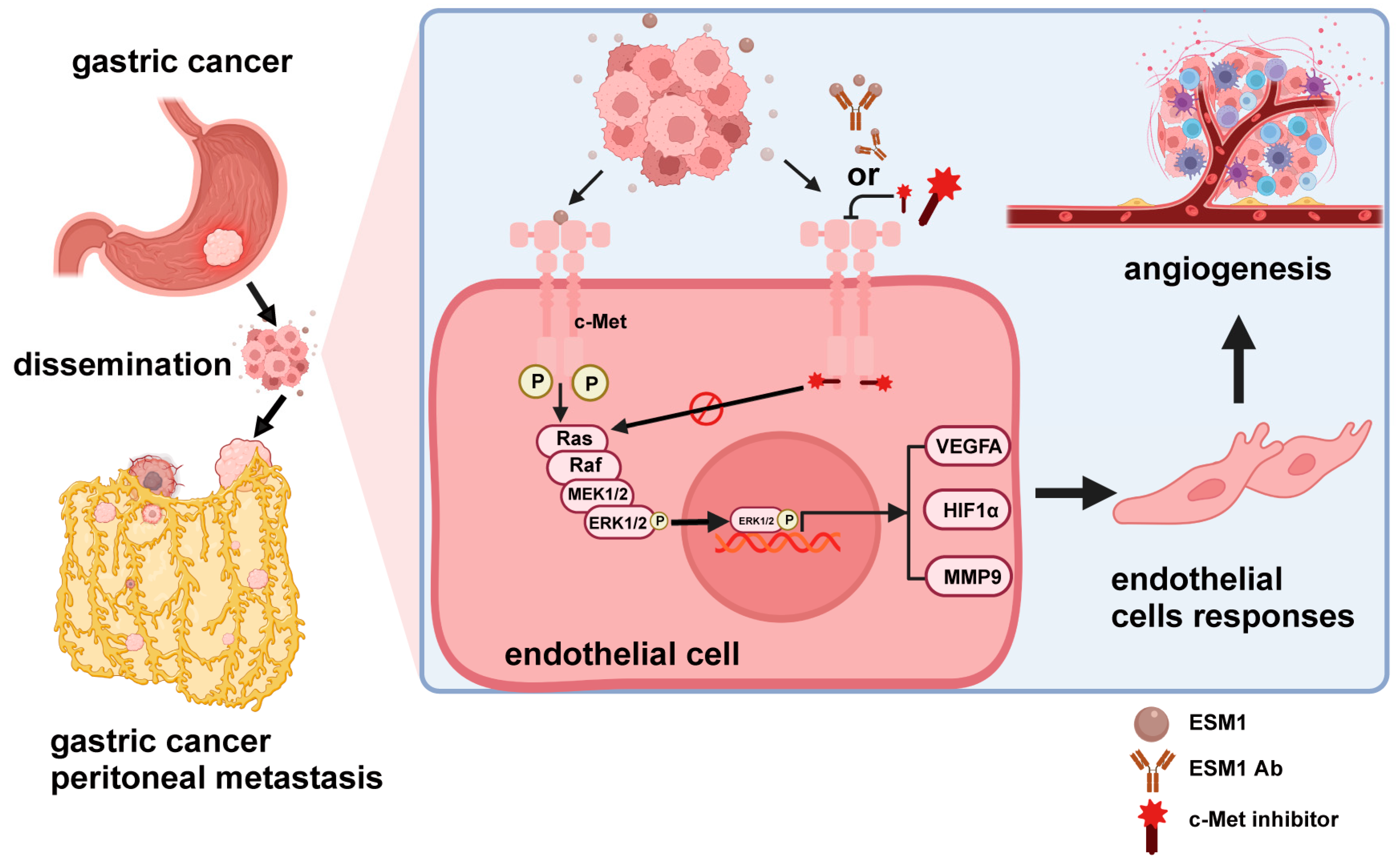 Cancers 16 00194 g007 Cancers 16 00194 g007