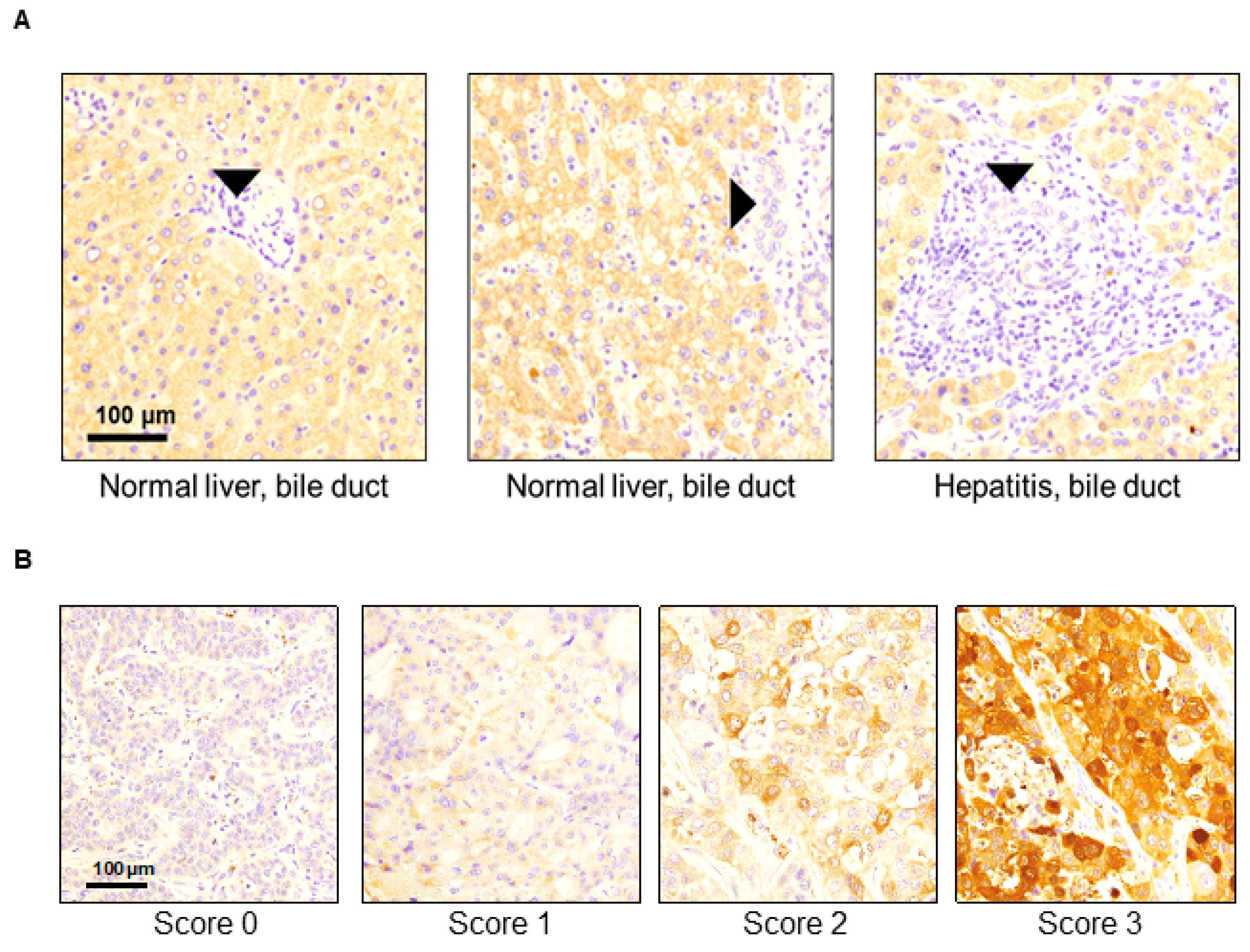 Cancers 16 00225 g001