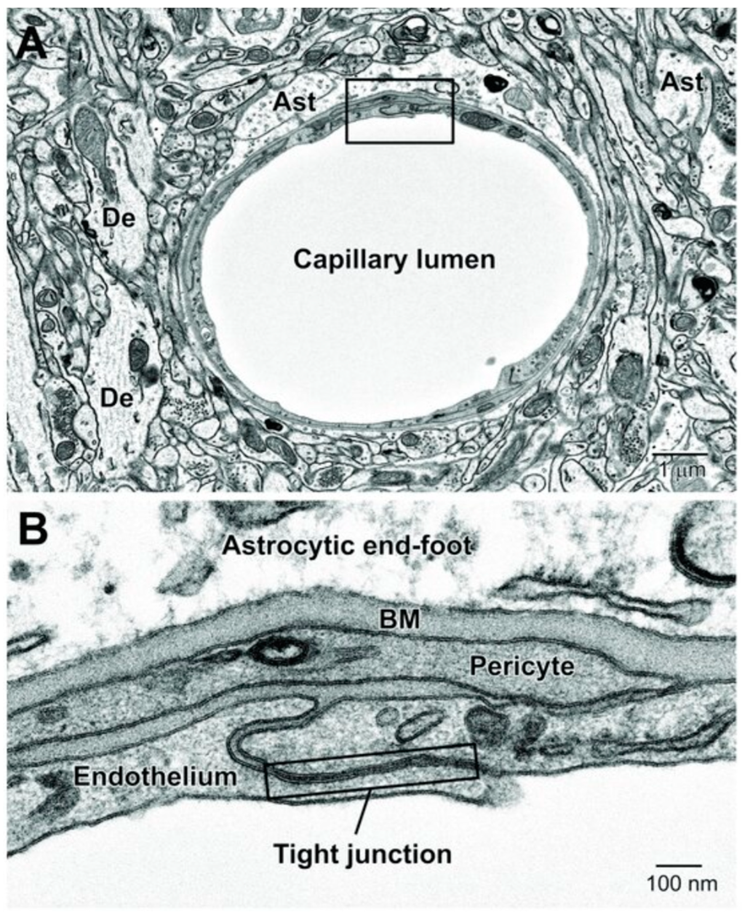 Cancers 16 00236 g003
