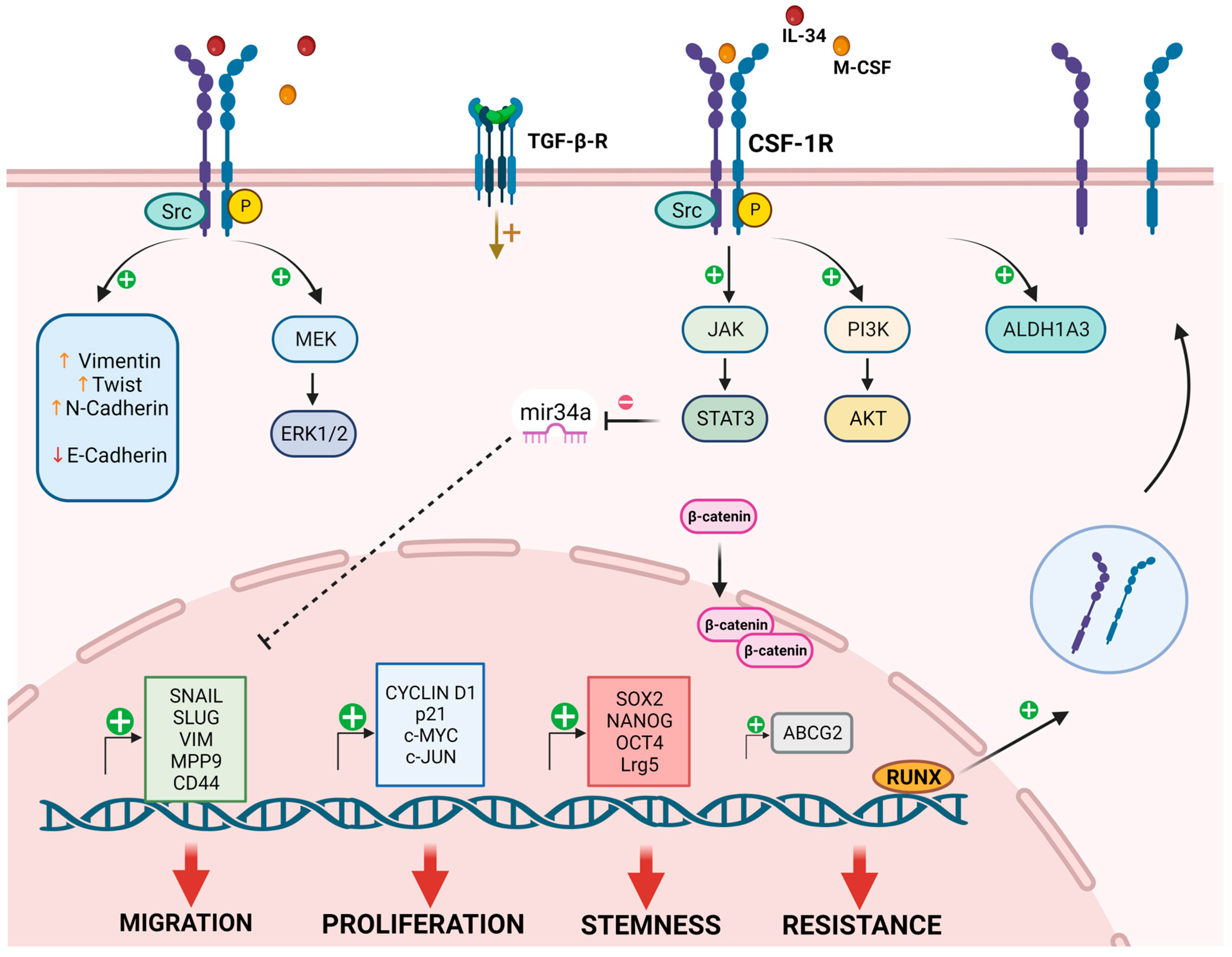 Cancers 16 00282 g002 Cancers 16 00282 g002
